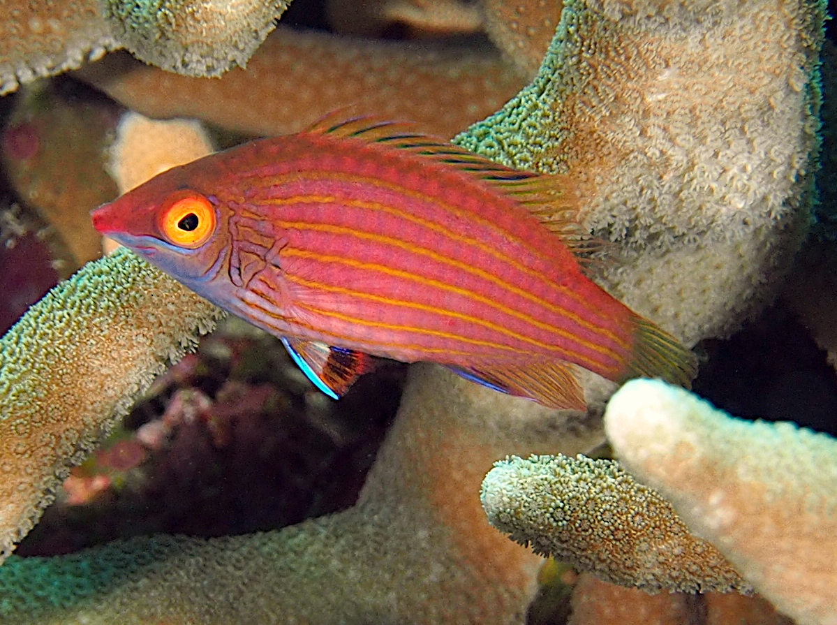 Midget Wrasse - Pseudocheilinops ataenia - Wakatobi, Indonesia