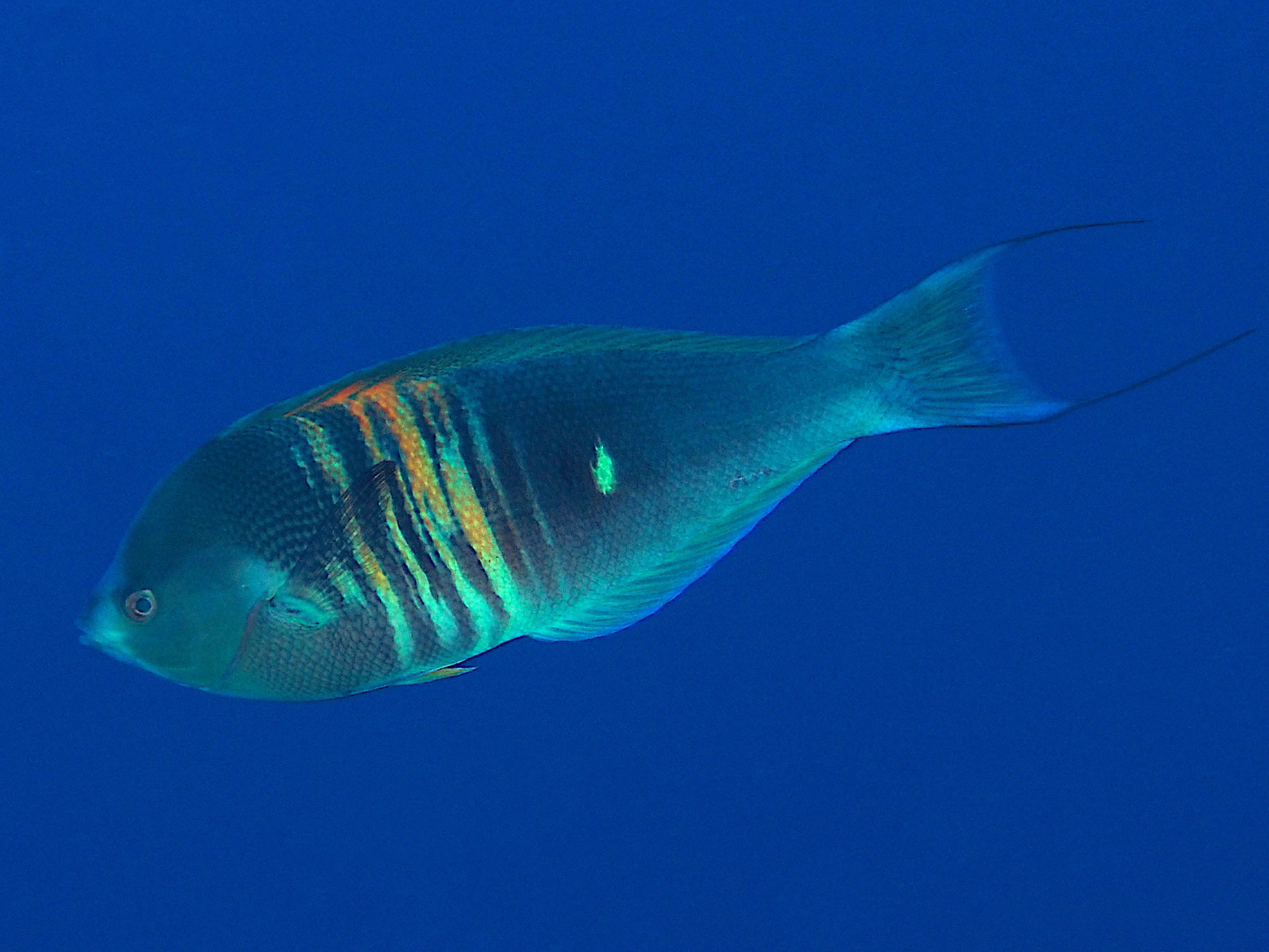 Rust-Banded Wrasse - Pseudocoris aurantiofasciata - Rangiroa, French Polynesia