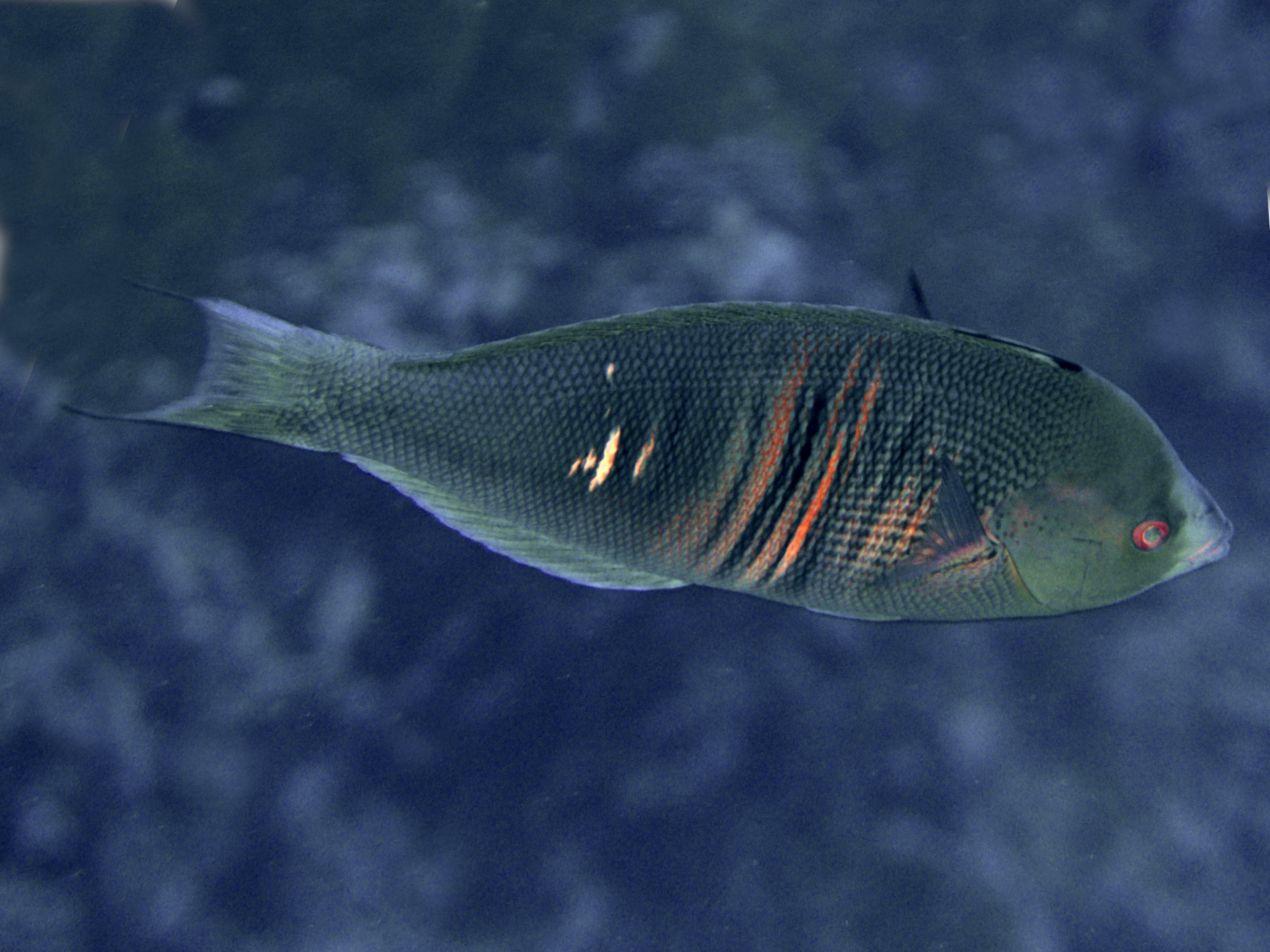 Rust-Banded Wrasse - Pseudocoris aurantiofasciata