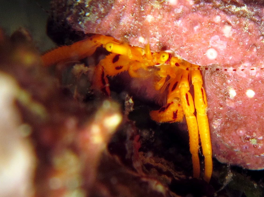 Orange Hermit Crab - Pseudopaguristes kuekenthali - Dumaguete, Philippines