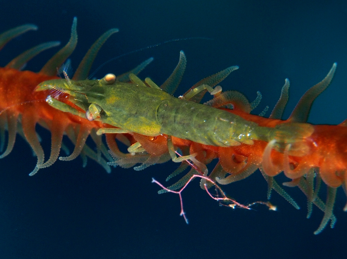 Wire Coral Shrimp - Pseudopontonides principis