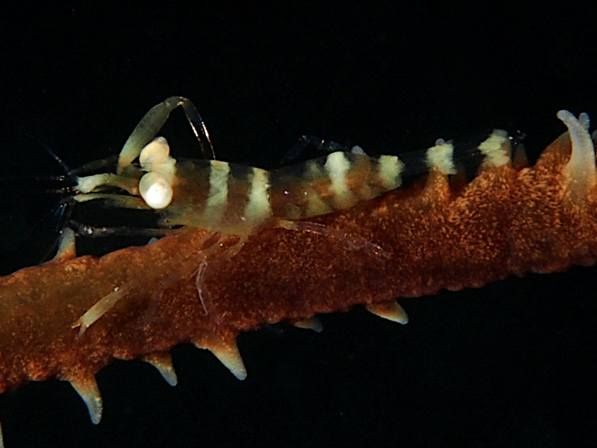 Wire Coral Shrimp - Pseudopontonides principis