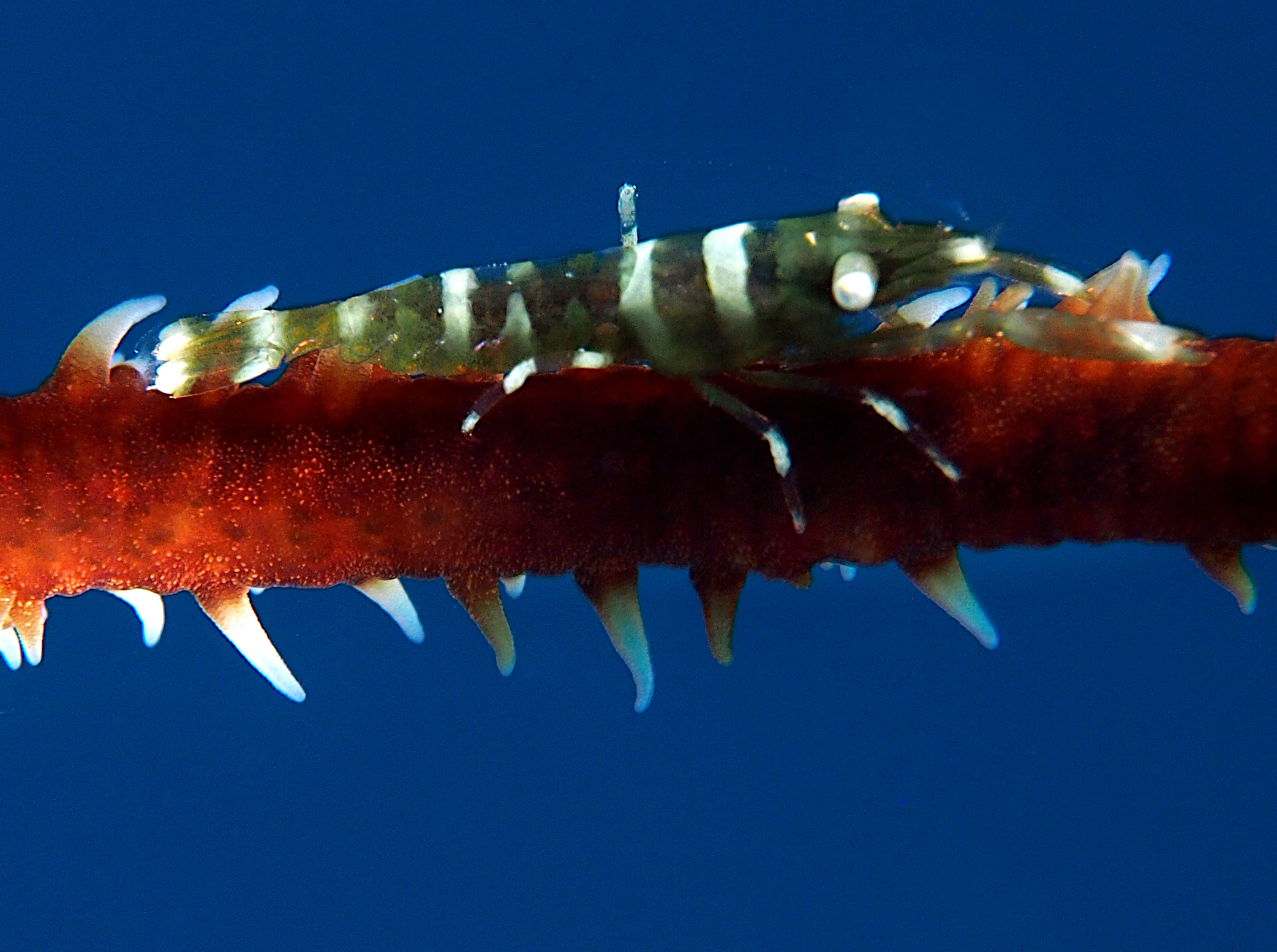 Wire Coral Shrimp - Pseudopontonides principis