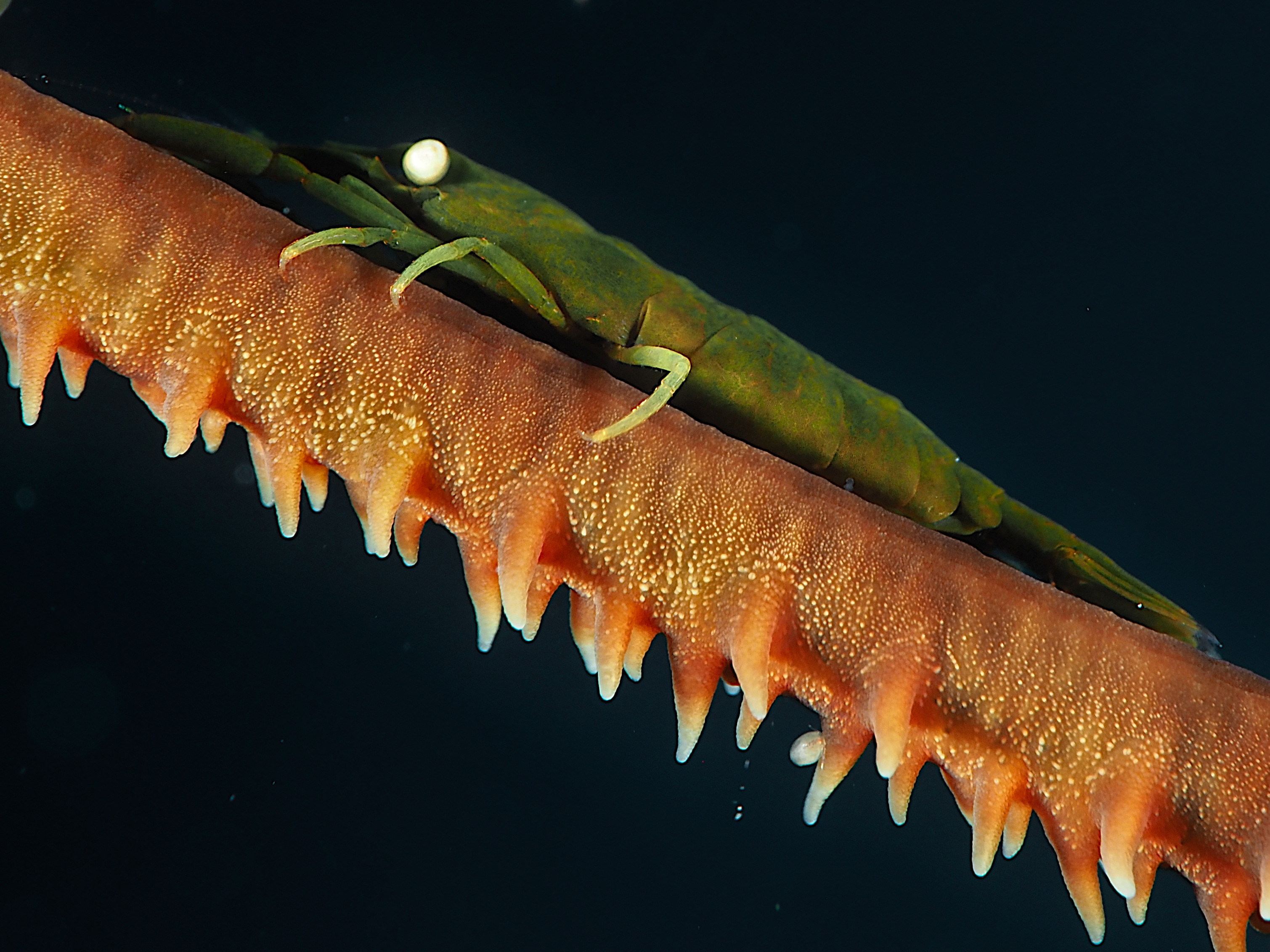 Wire Coral Shrimp - Pseudopontonides principis