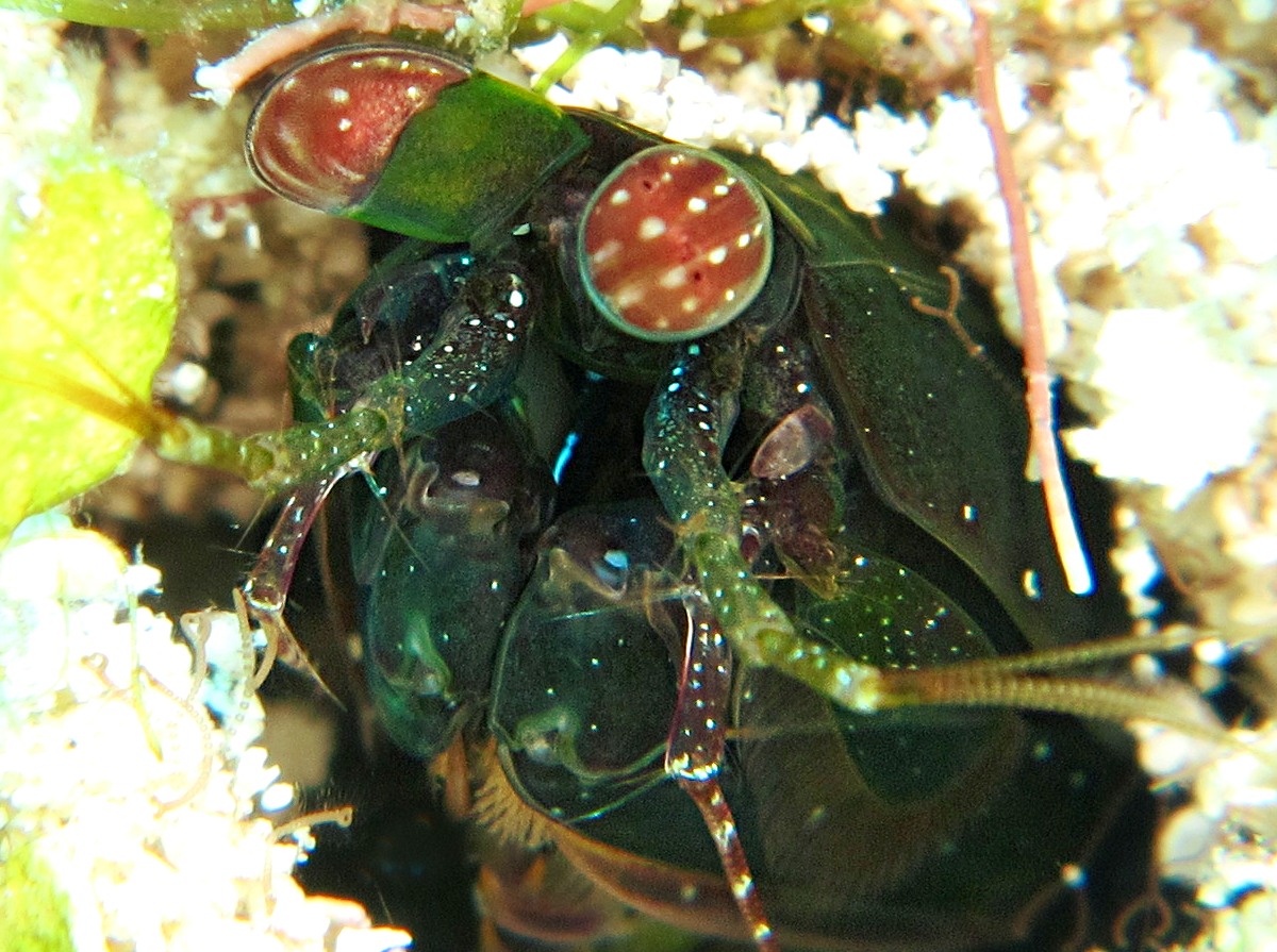 Ciliated Mantis Shrimp - Pseudosquilla ciliata - Cozumel, Mexico