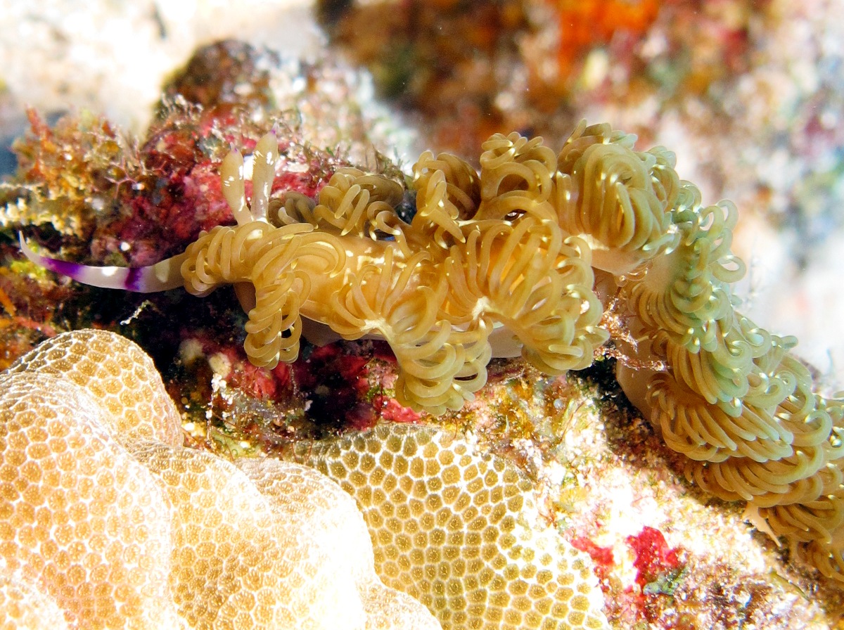 Blue Dragon Nudibranch - Pteraeolidia semperi