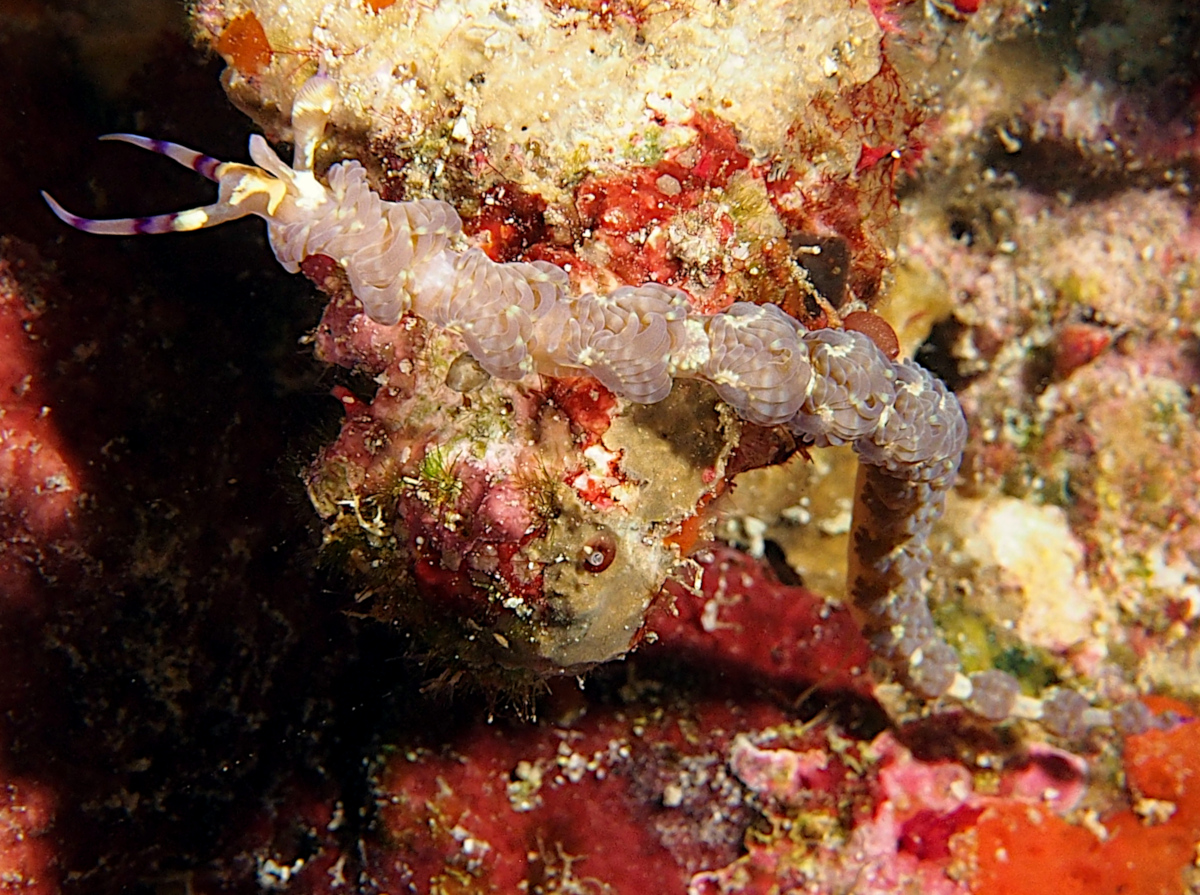 Blue Dragon Nudibranch - Pteraeolidia semperi