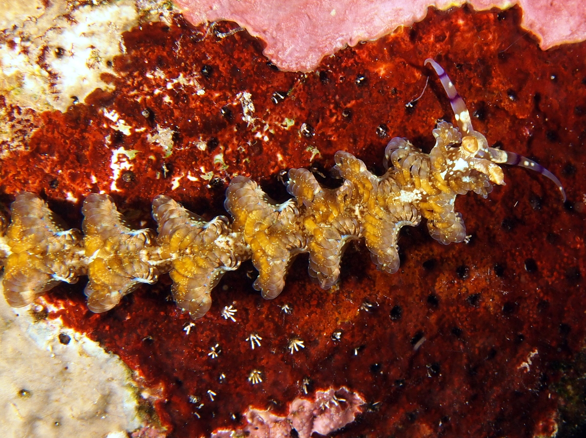 Blue Dragon Nudibranch - Pteraeolidia semperi