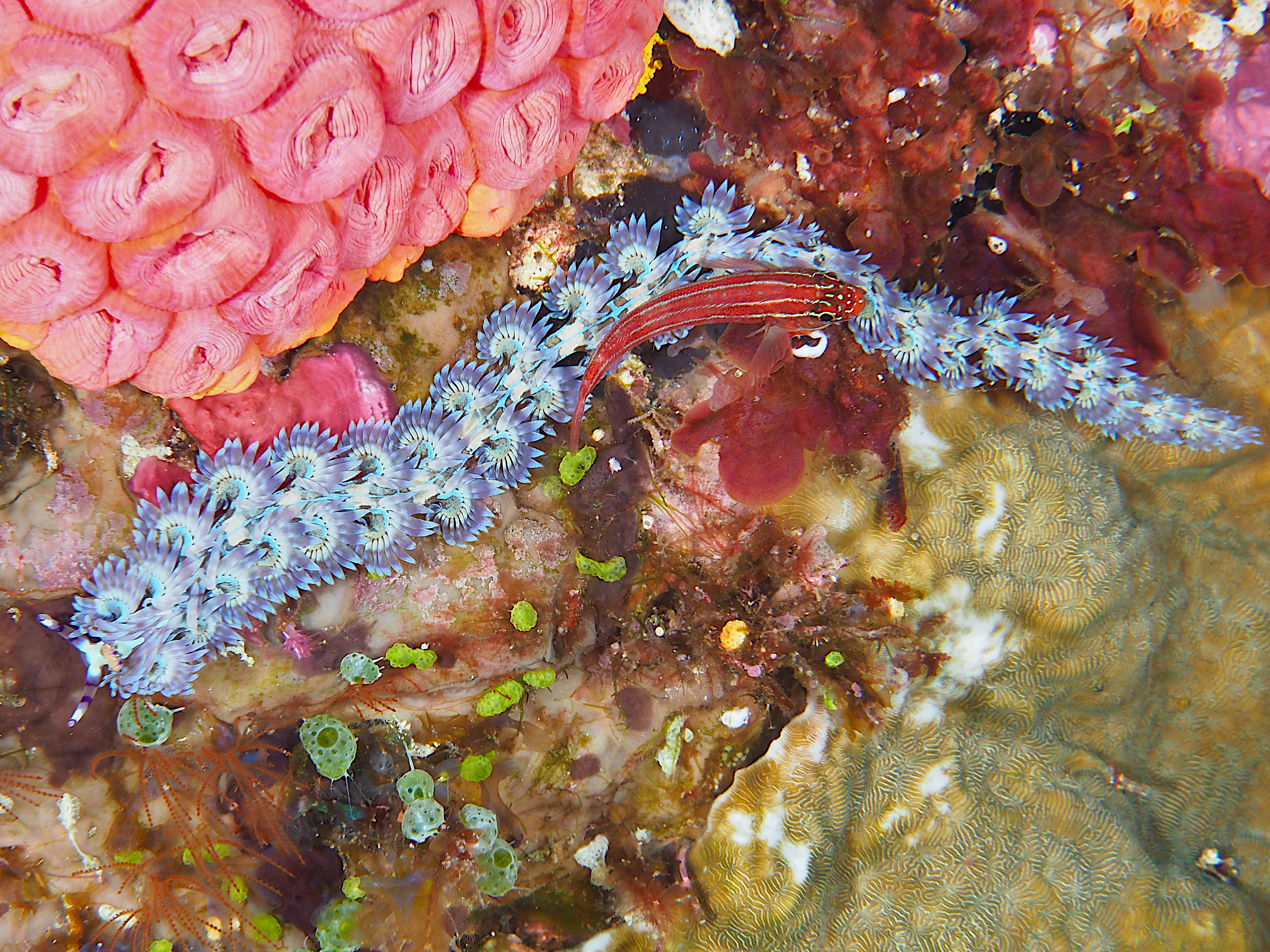 Blue Dragon Nudibranch - Pteraeolidia semperi