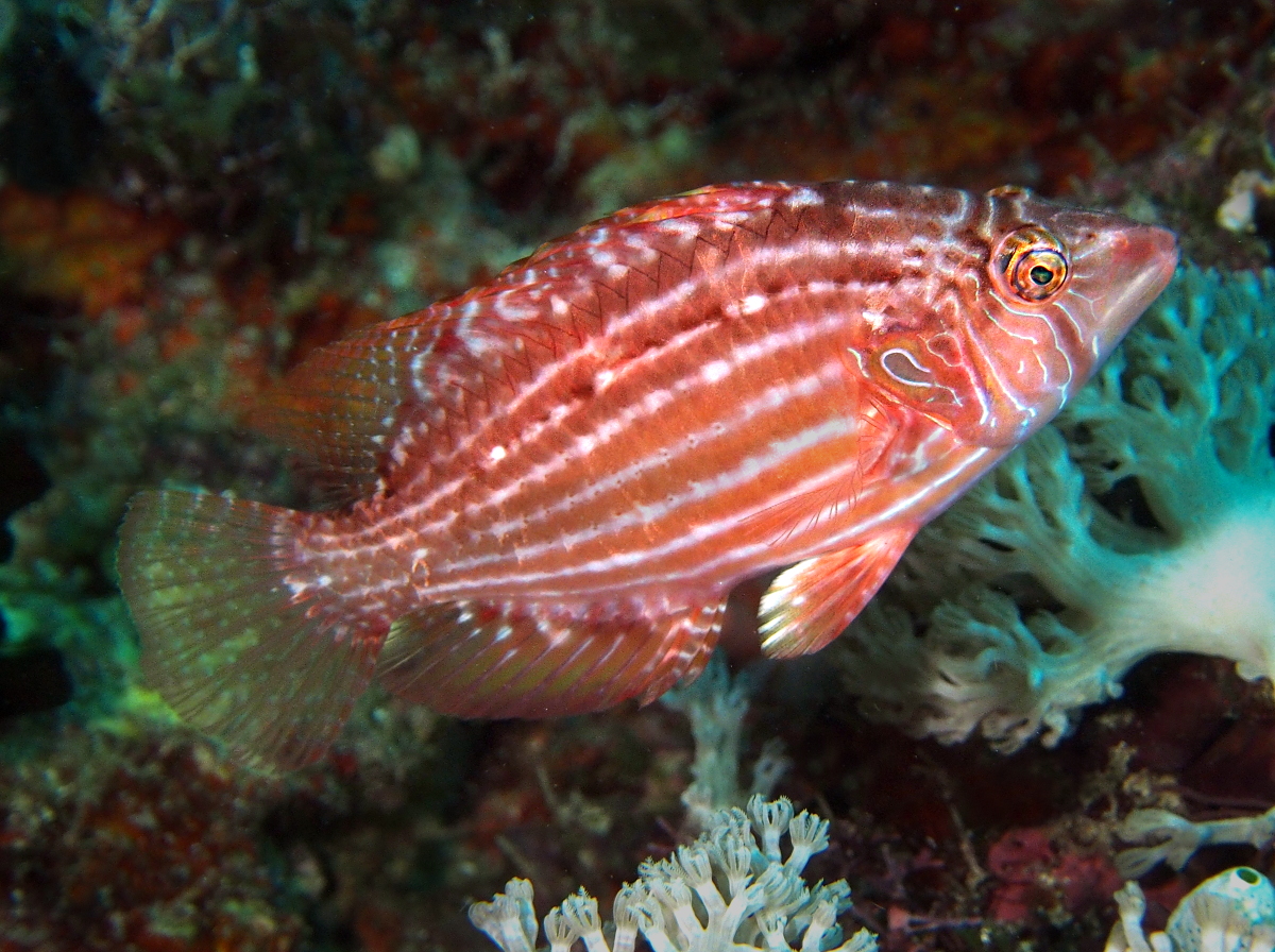 Cockerel Wrasse - Pteragogus enneacanthus - Anilao, Philippines