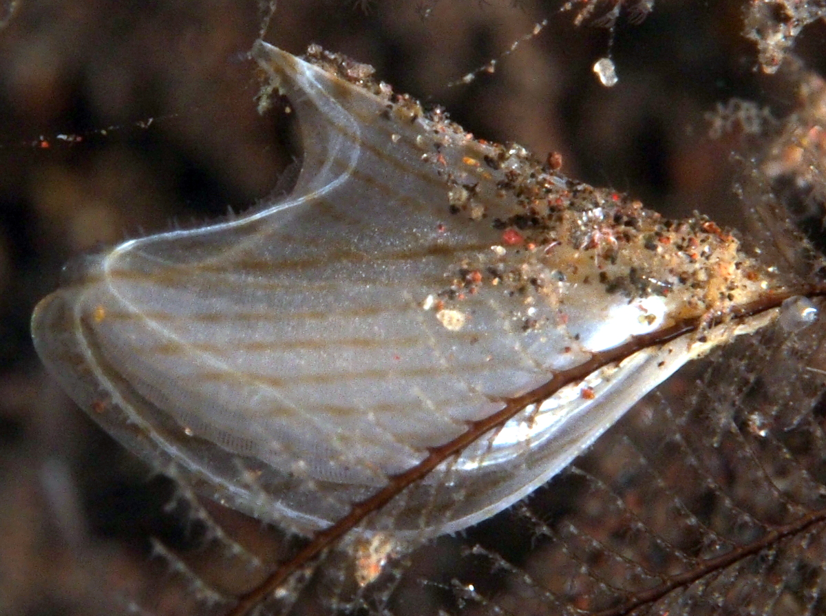 Zebra Wing Oyster - Pterelectroma physoides