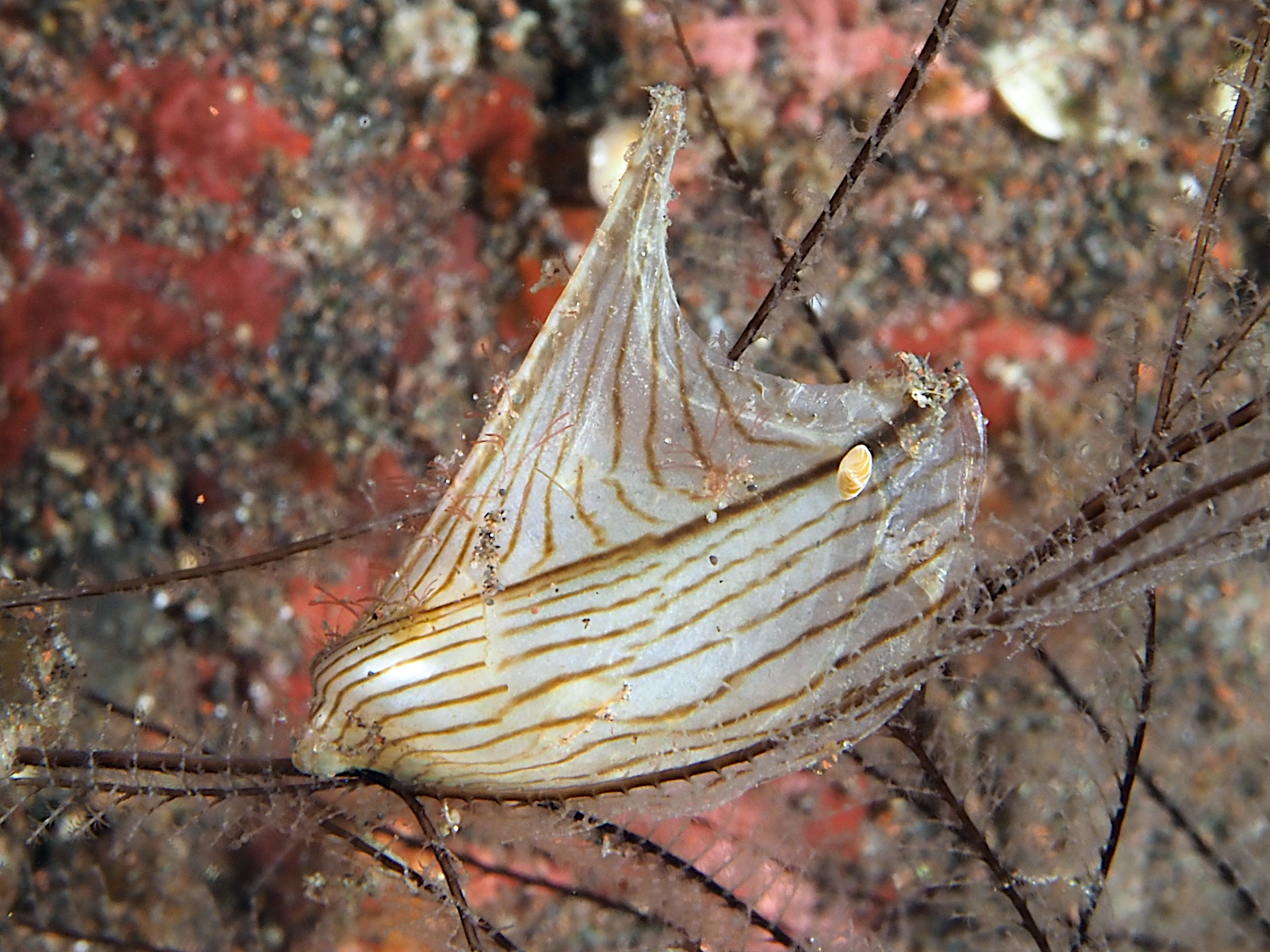Zebra Wing Oyster - Pterelectroma physoides