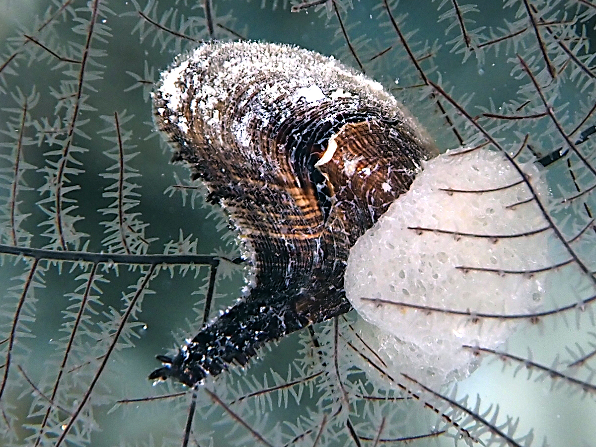 Common Wing Oyster - Pteria penguin - Coral Sea, Australia