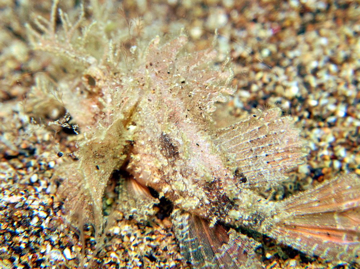 Ambon Scorpionfish - Pteroidichthys amboinensis