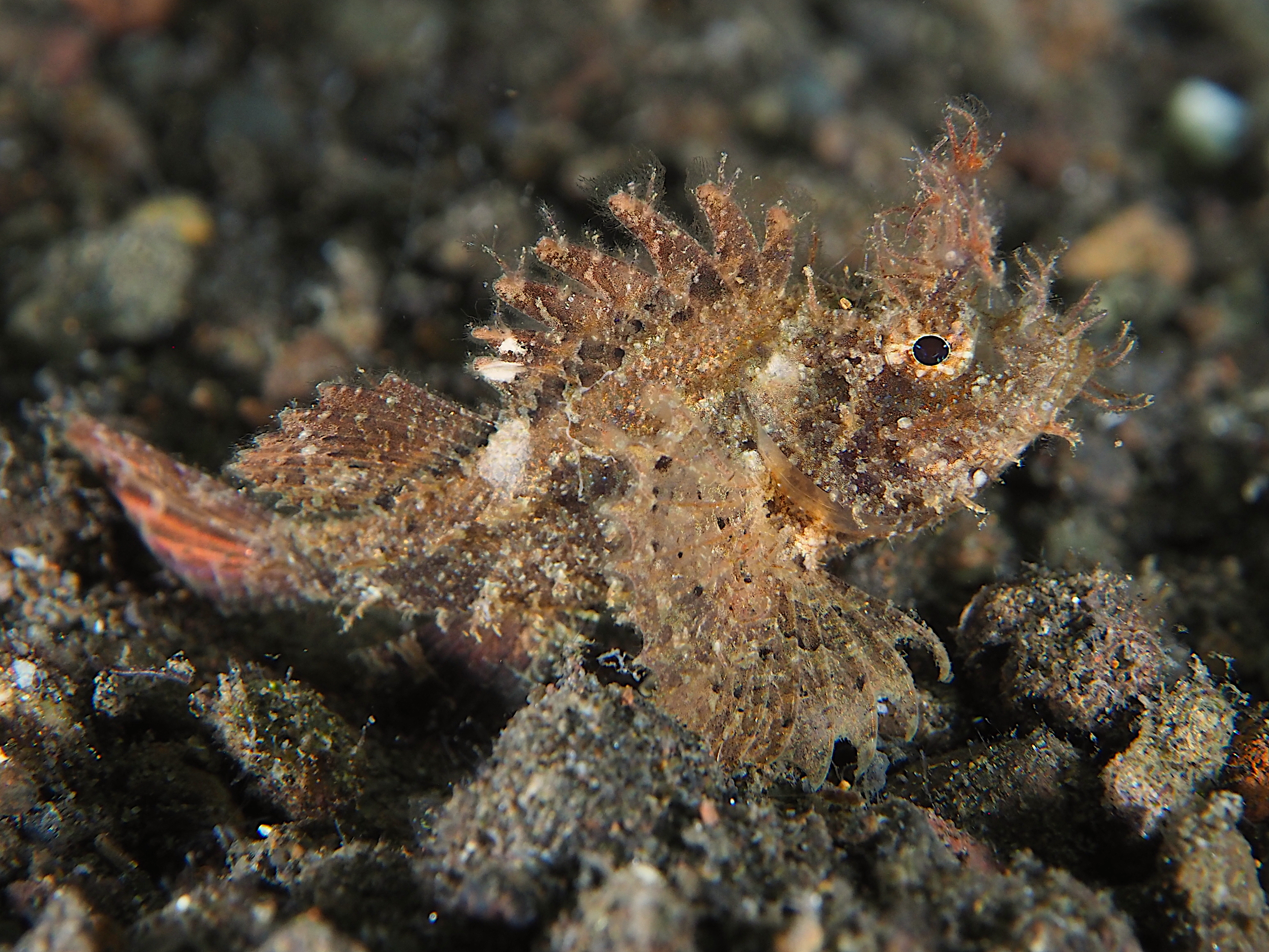 Ambon Scorpionfish - Pteroidichthys amboinensis