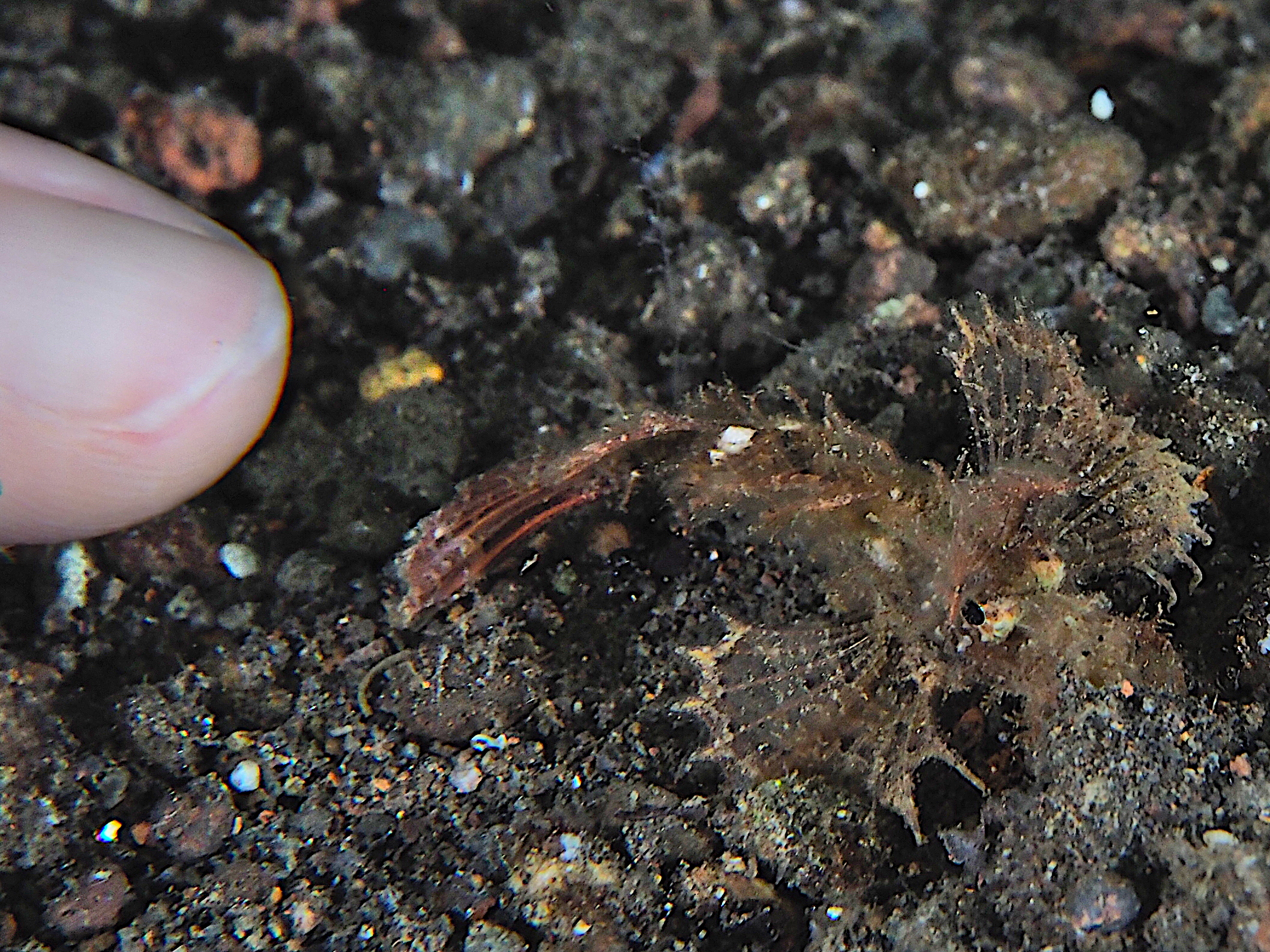Ambon Scorpionfish - Pteroidichthys amboinensis