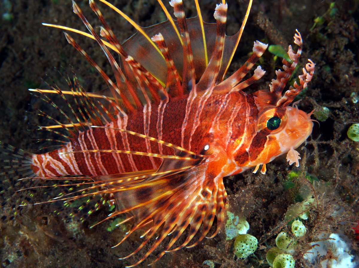 False Mombasa Lionfish - Pterois paucispinula - Bali, Indonesia