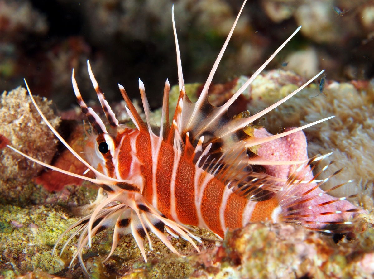 Hawaiian Red Lionfish - Pterois sphex - Big Island, Hawaii