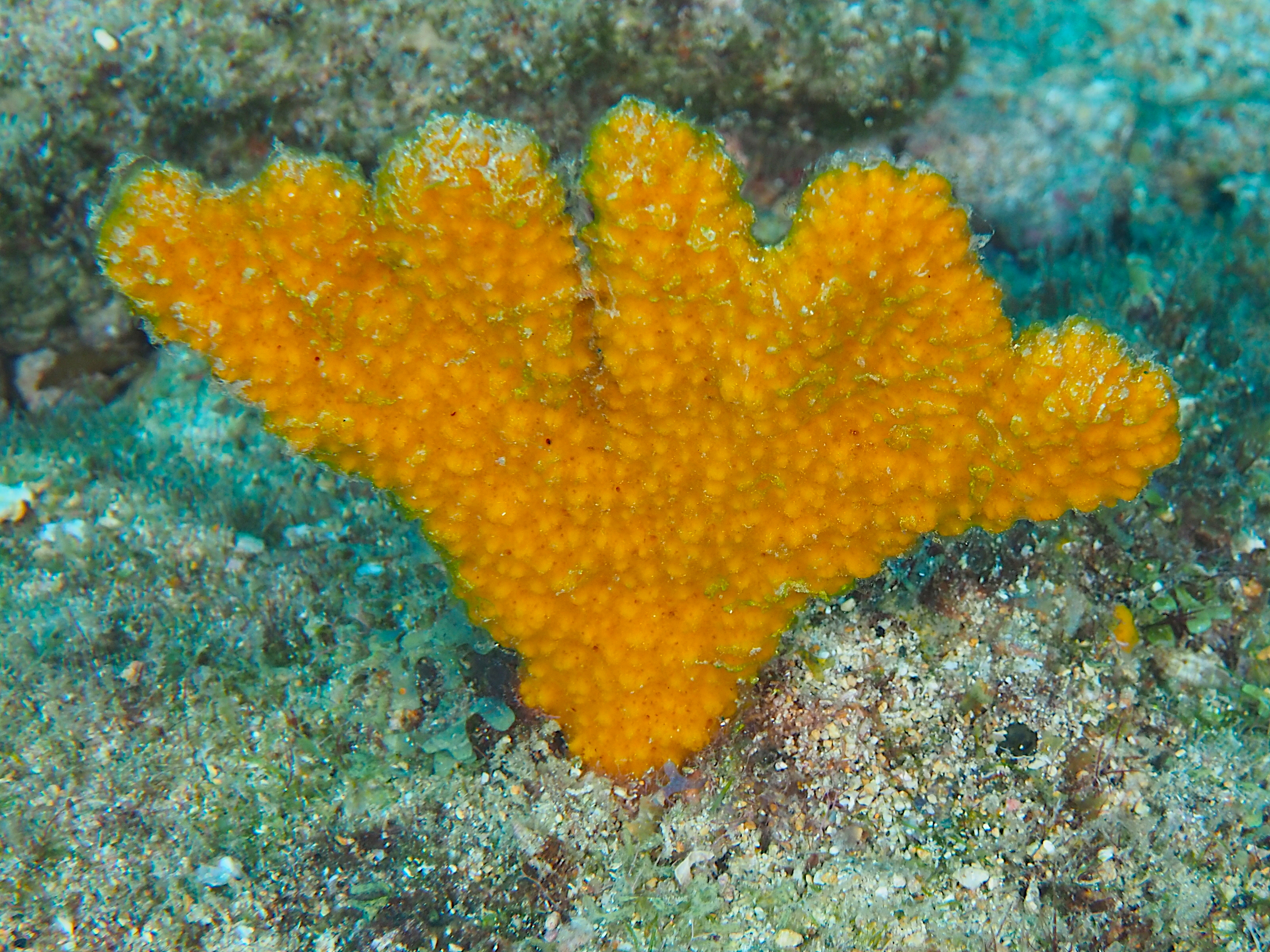 Walper's Branching Sponge - Ptilocaulis walpersii
