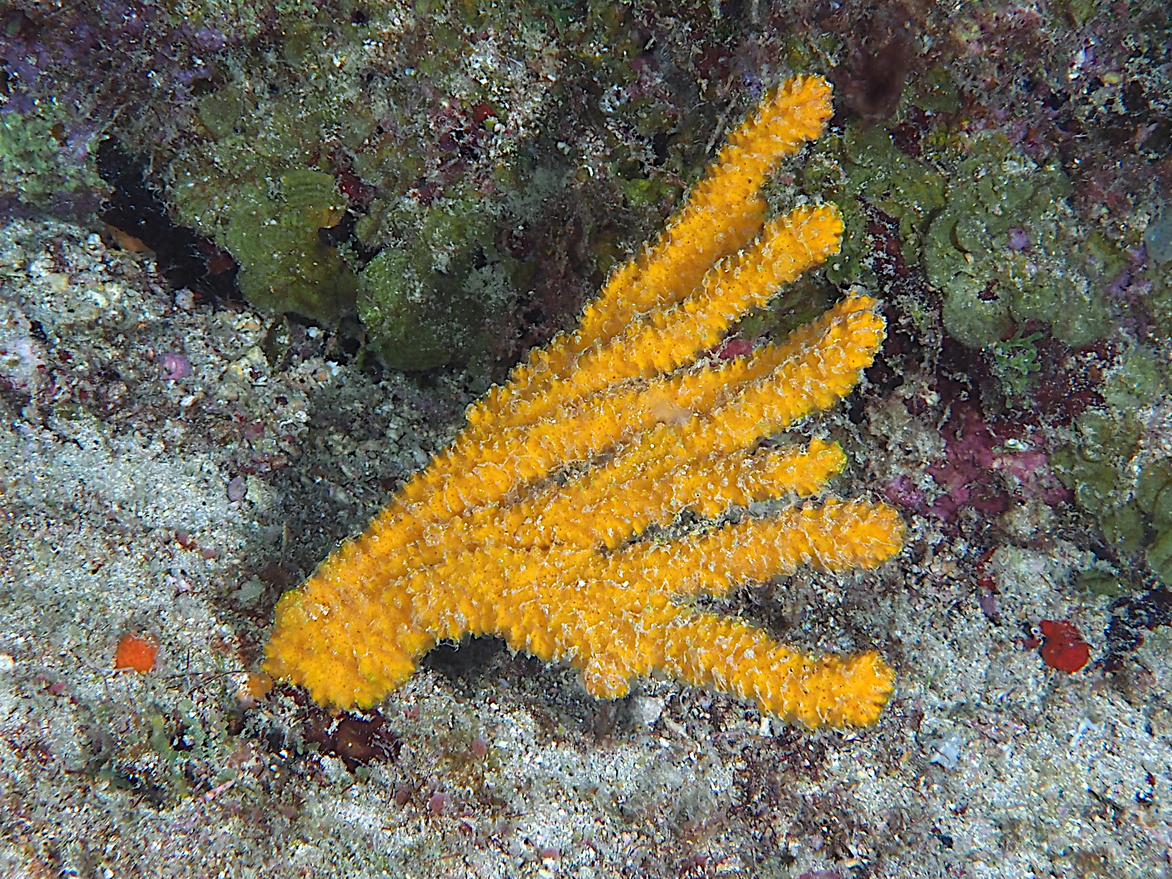 Walper's Branching Sponge - Ptilocaulis walpersii