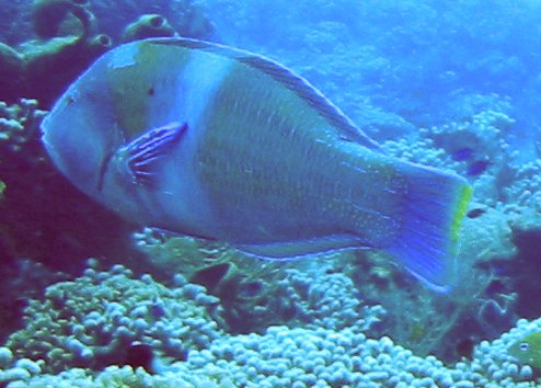 Puddingwife - Halichoeres radiatus
