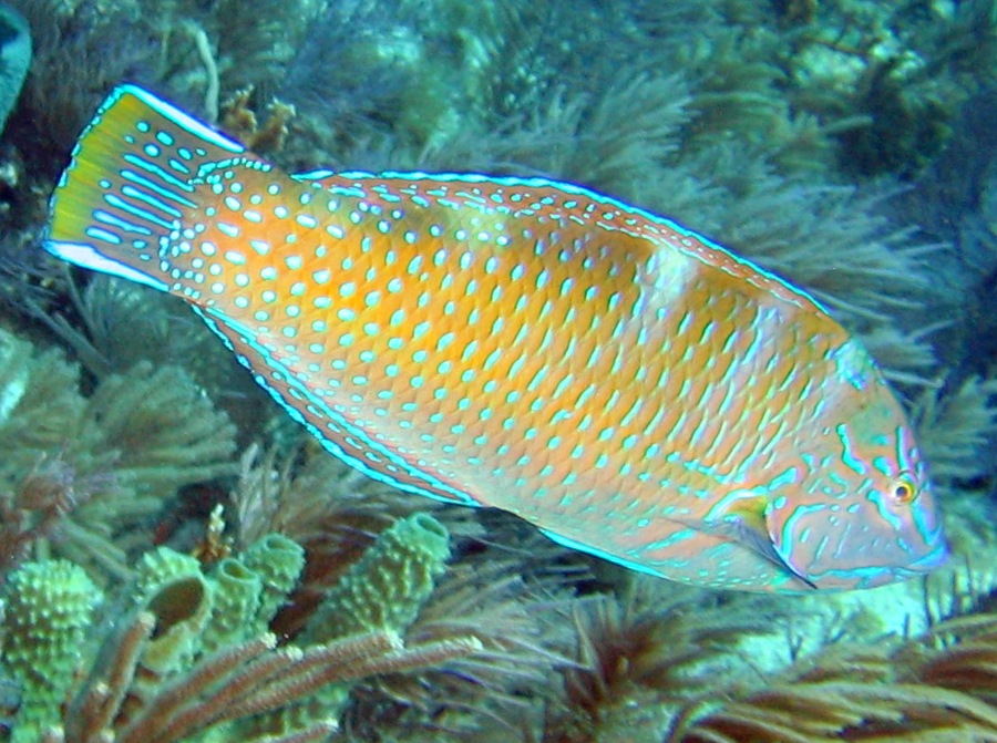 Puddingwife - Halichoeres radiatus