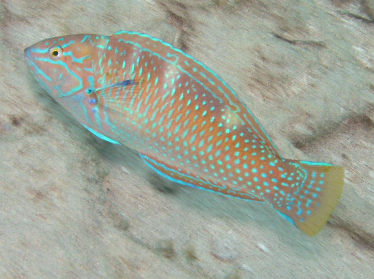 Puddingwife - Halichoeres radiatus