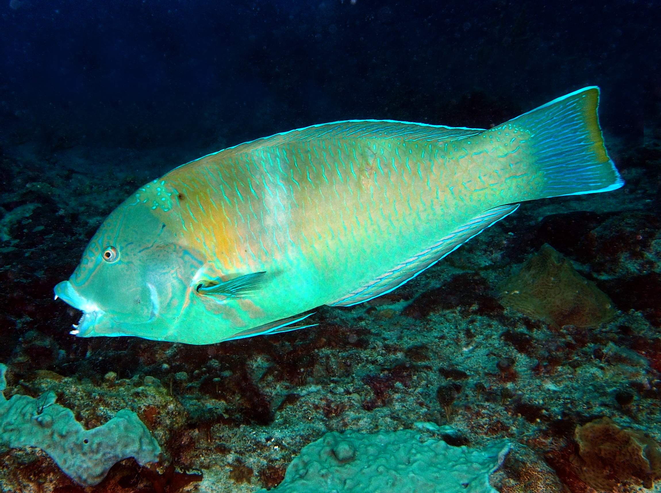 Puddingwife - Halichoeres radiatus