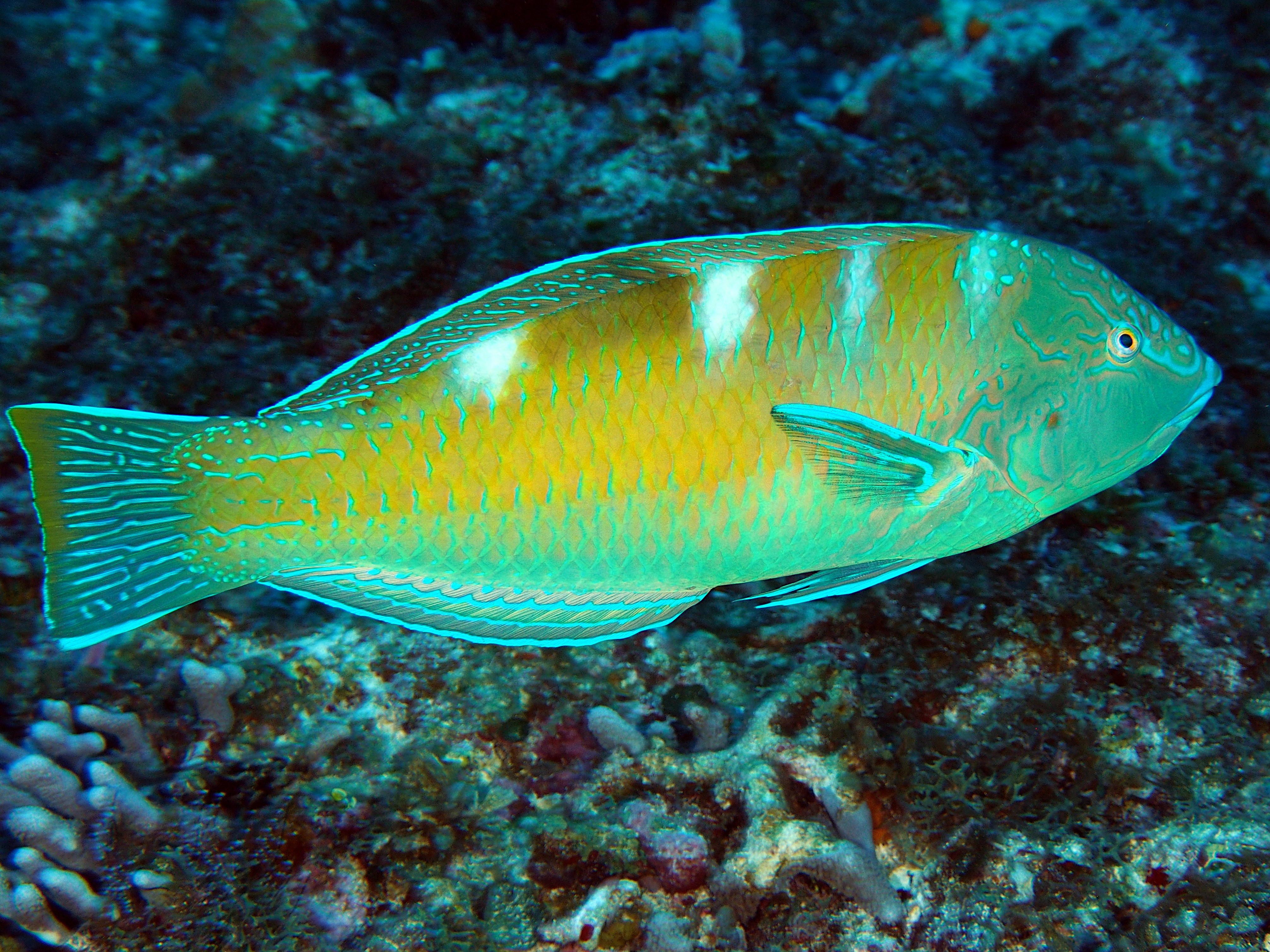 Puddingwife - Halichoeres radiatus