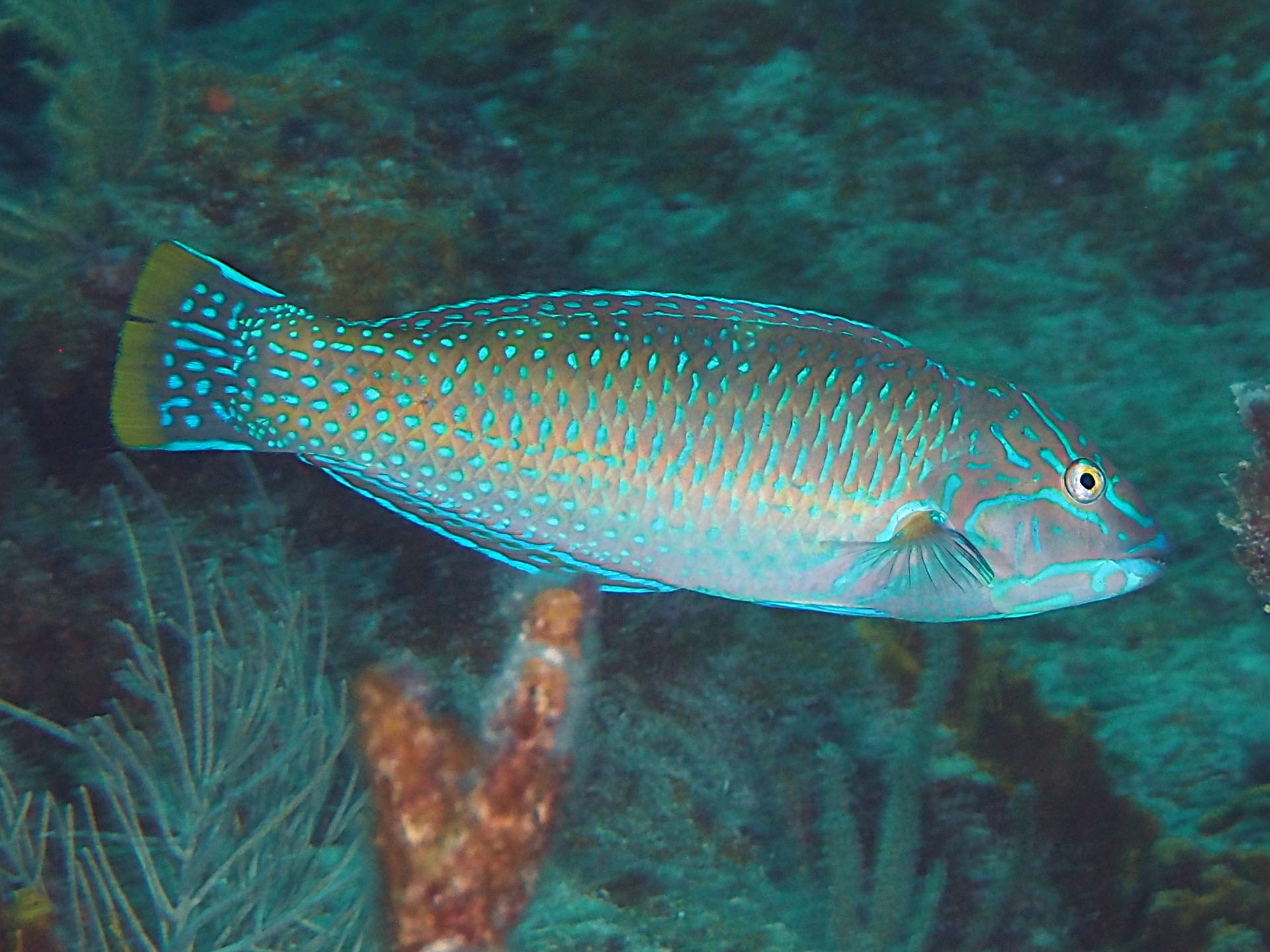 Puddingwife - Halichoeres radiatus