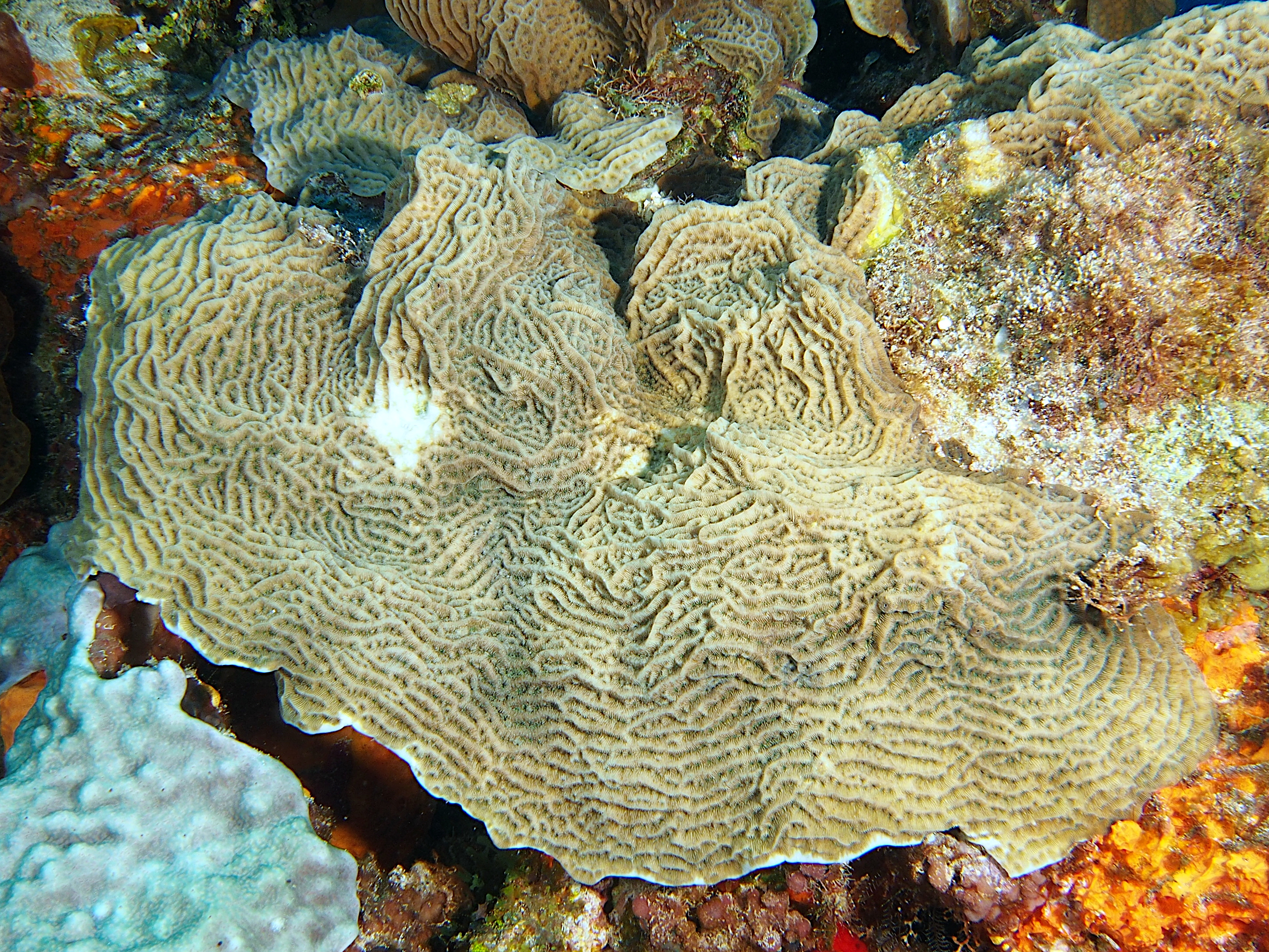 Purple Lettuce Coral - Agaricia agaricities f. purpurea - Cozumel, Mexico