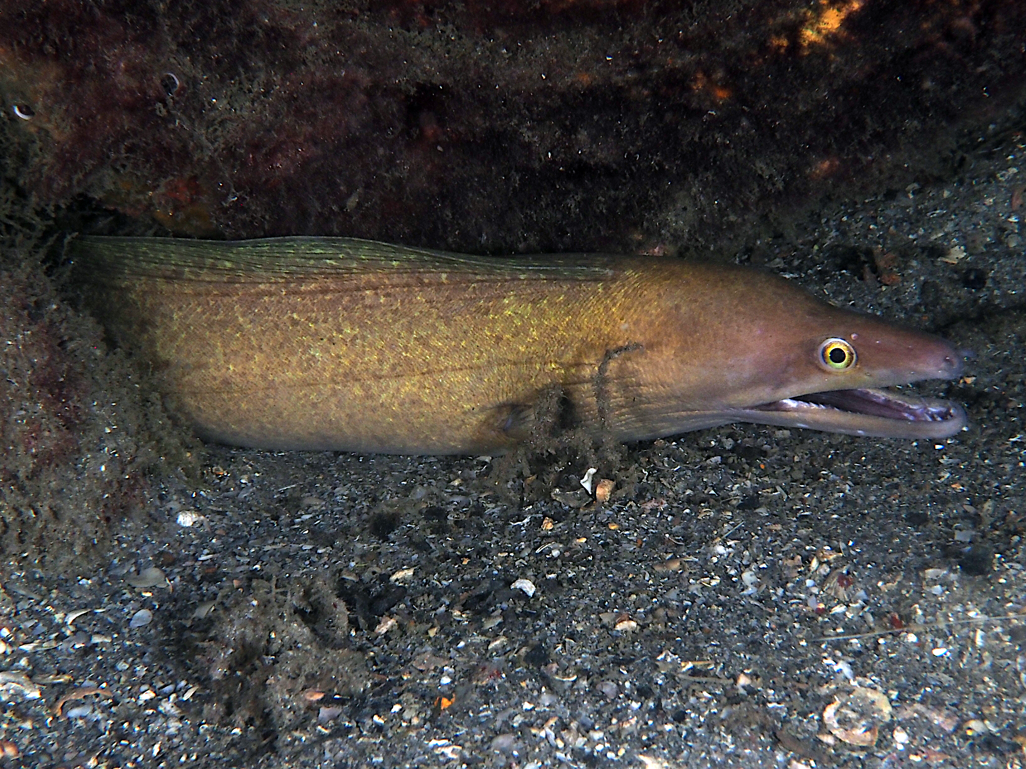 Purplemouth Moray Eel - Gymnothorax vicinus
