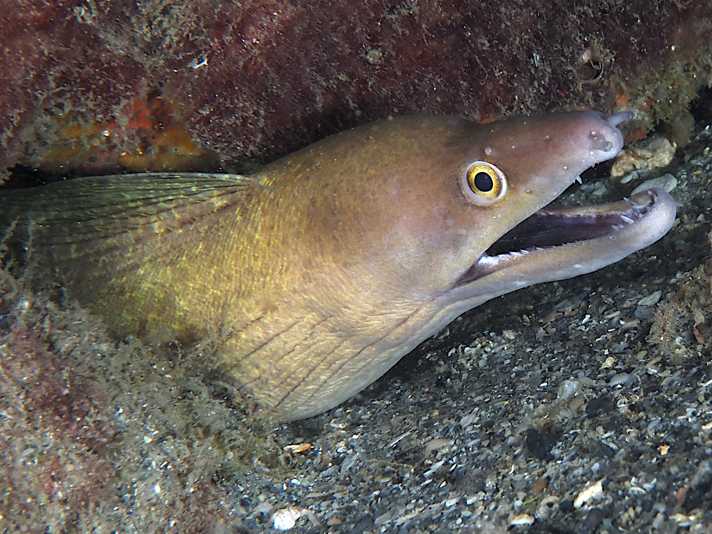 Purplemouth Moray Eel - Gymnothorax vicinus