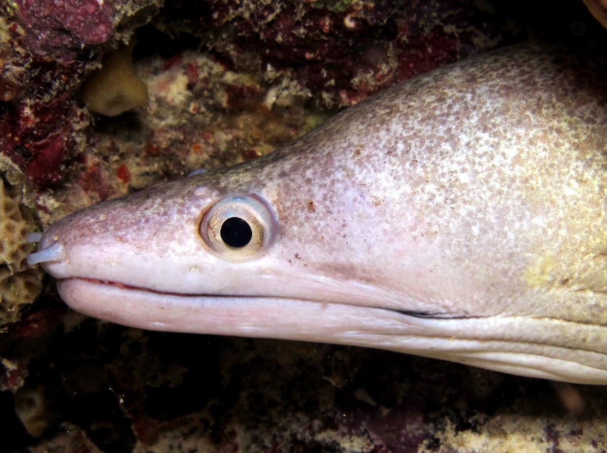 Purplemouth Moray Eel - Gymnothorax vicinus