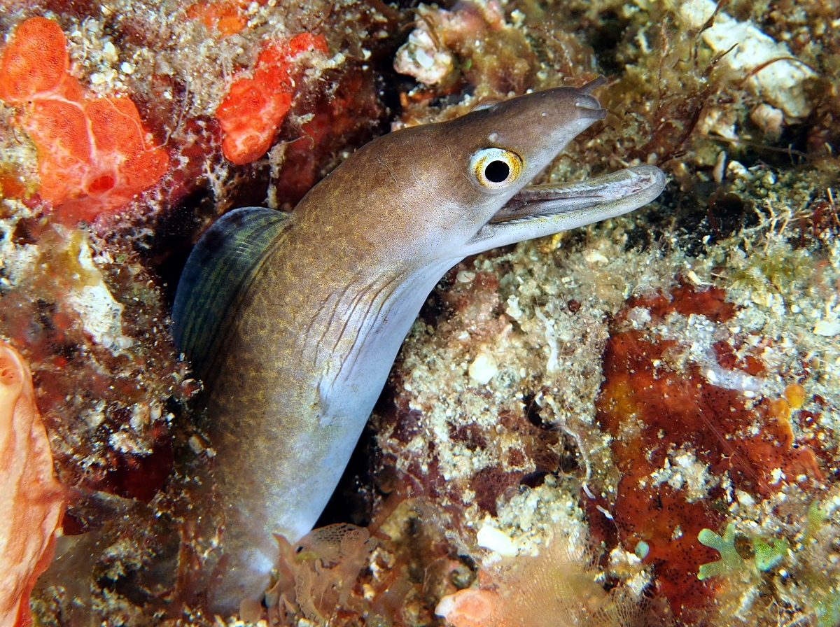 Purplemouth Moray Eel - Gymnothorax vicinus