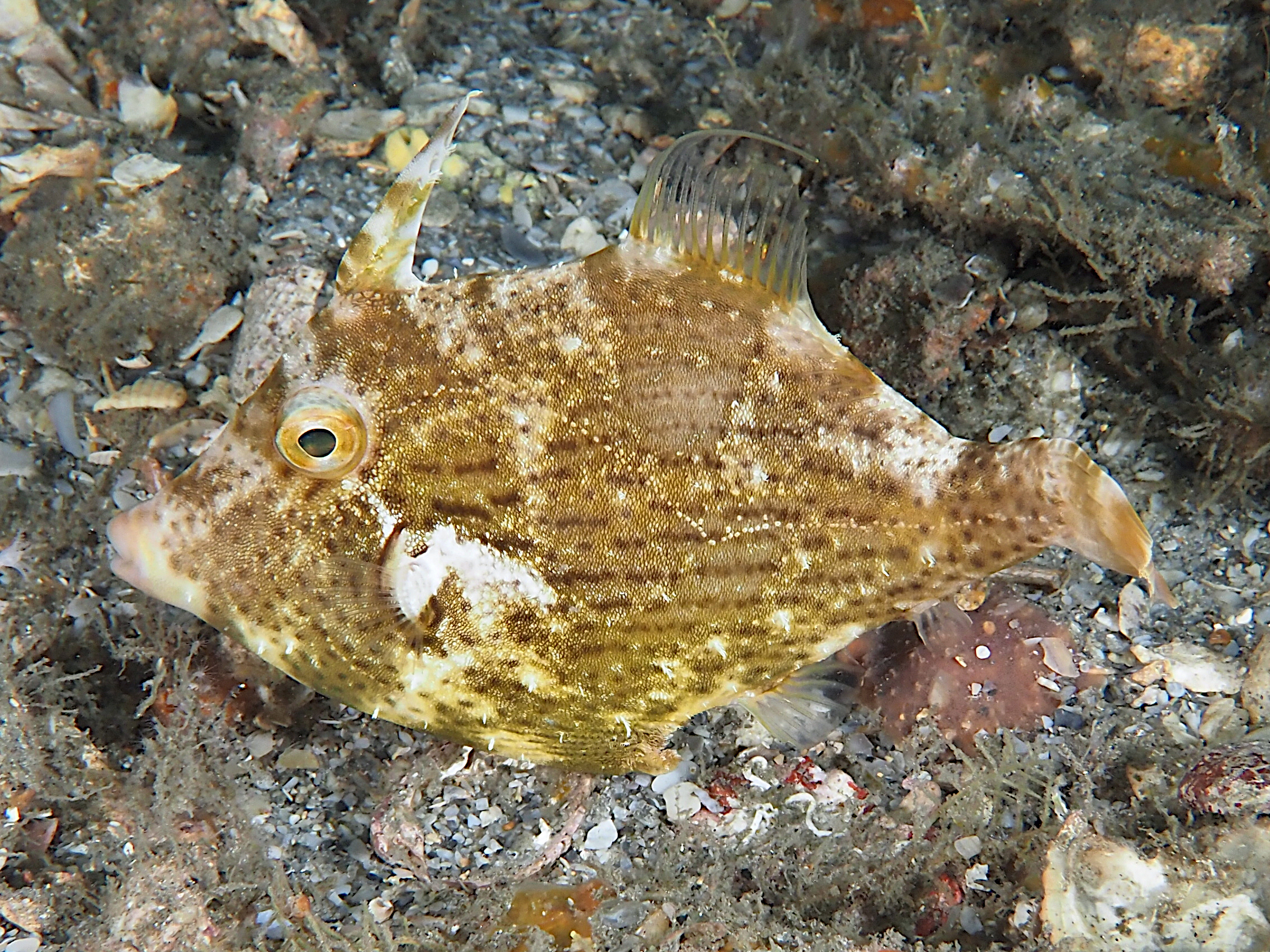 Pygmy Filefish - Stephanolepis setifer