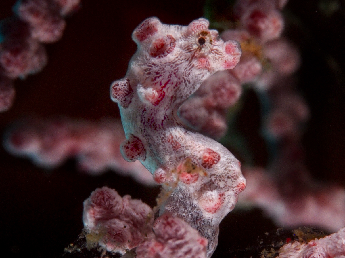 Pygmy Seahorse - Hippocampus bargibanti