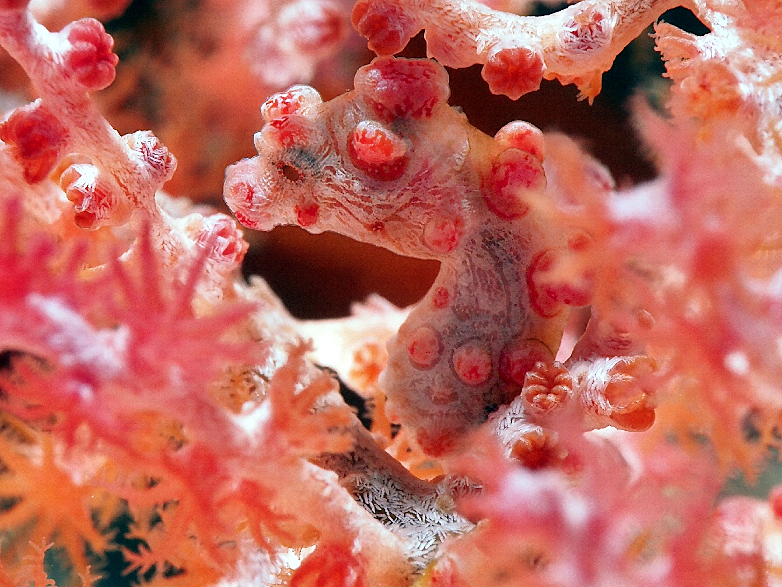 Pygmy Seahorse - Hippocampus bargibanti