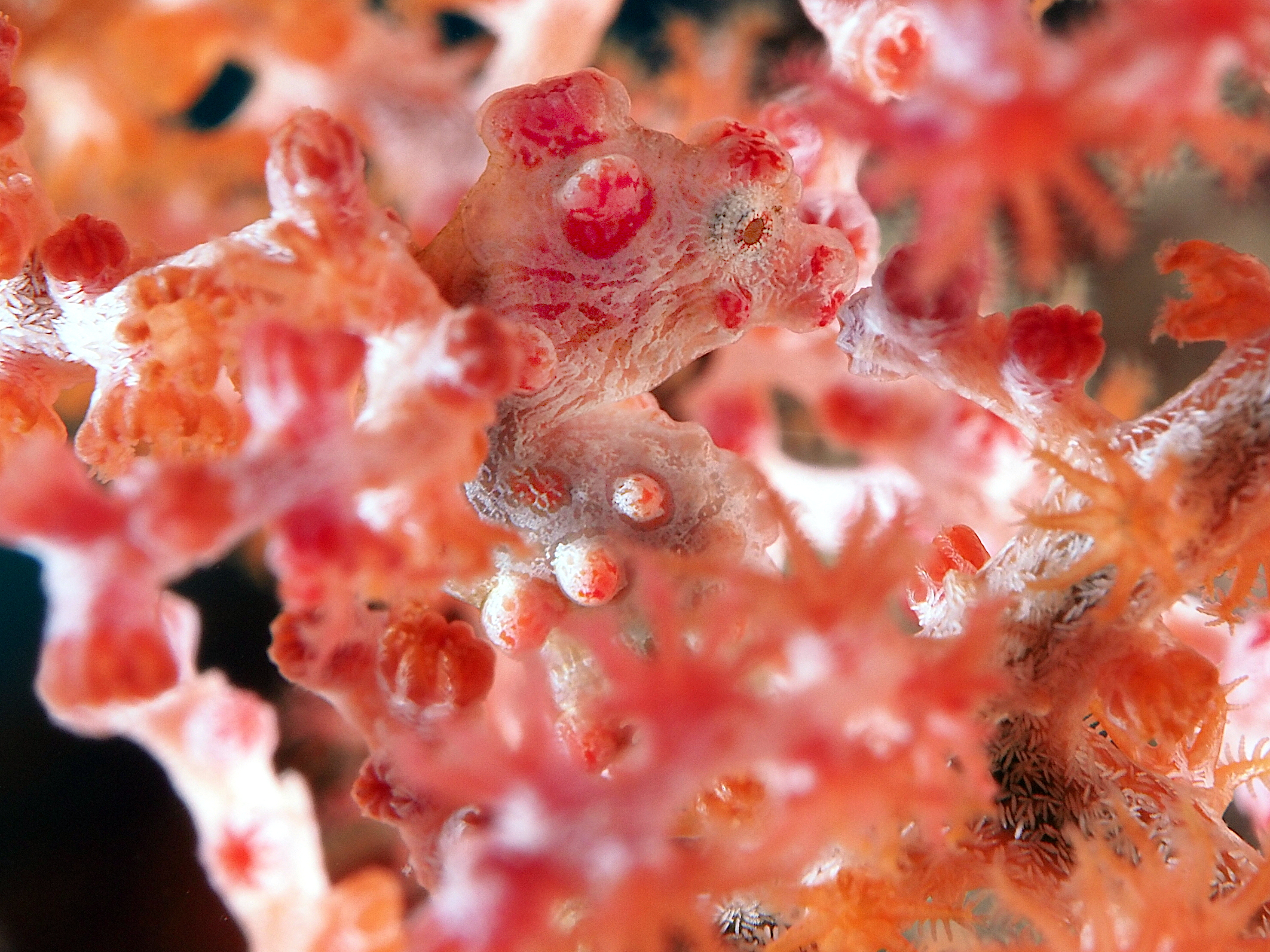 Pygmy Seahorse - Hippocampus bargibanti