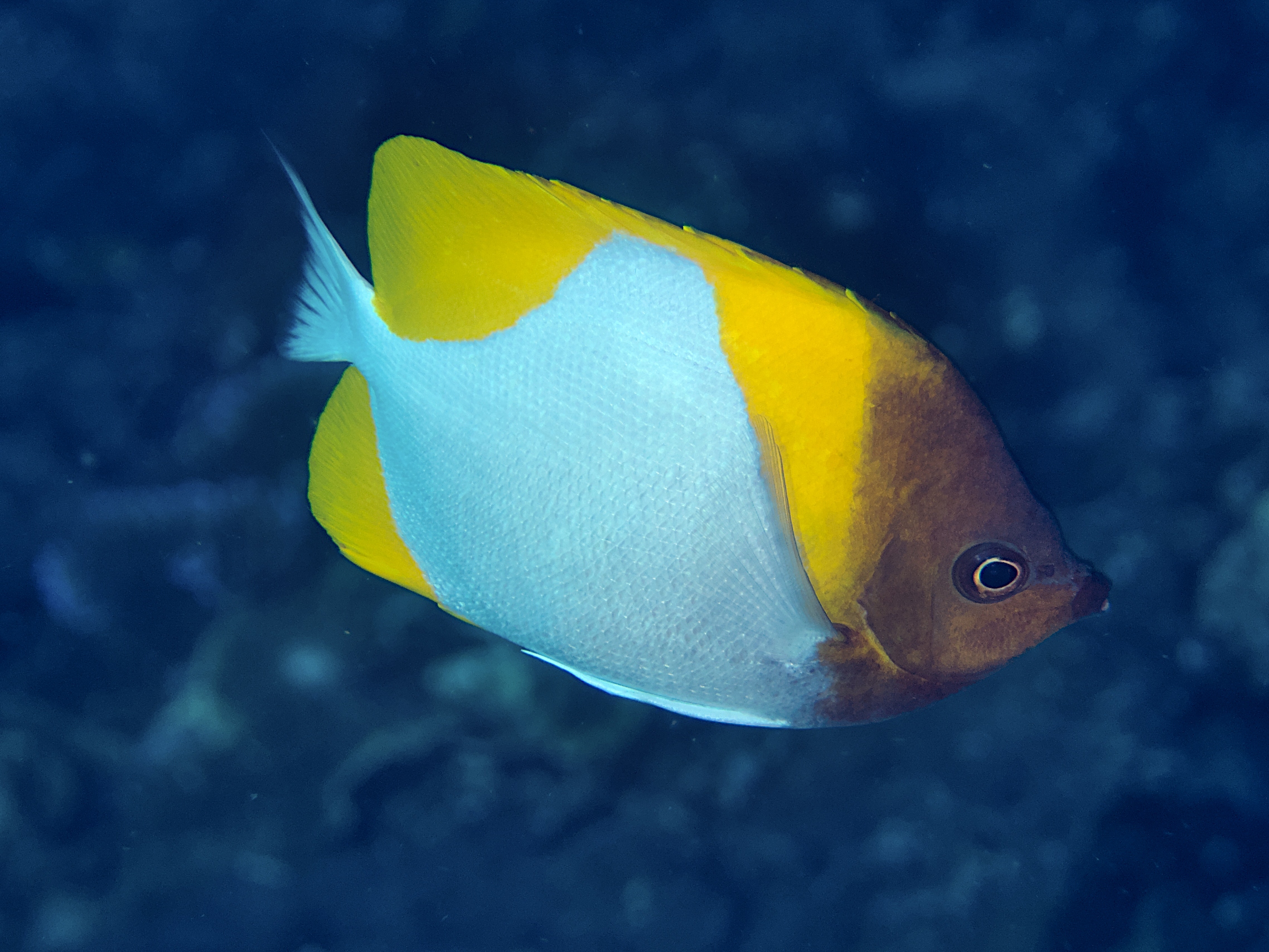 Pyramid Butterflyfish - Hemitaurichthys polylepis
