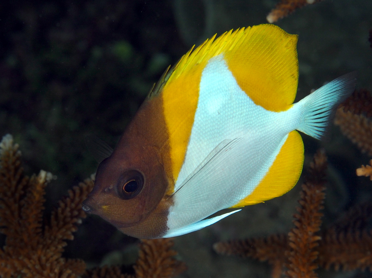 Pyramid Butterflyfish - Hemitaurichthys polylepis