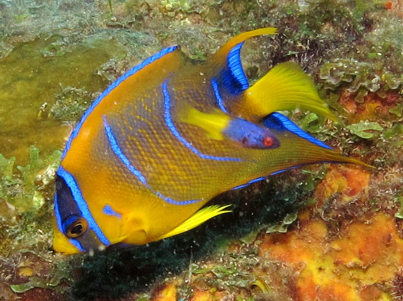 Queen Angelfish - Holacanthus ciliaris