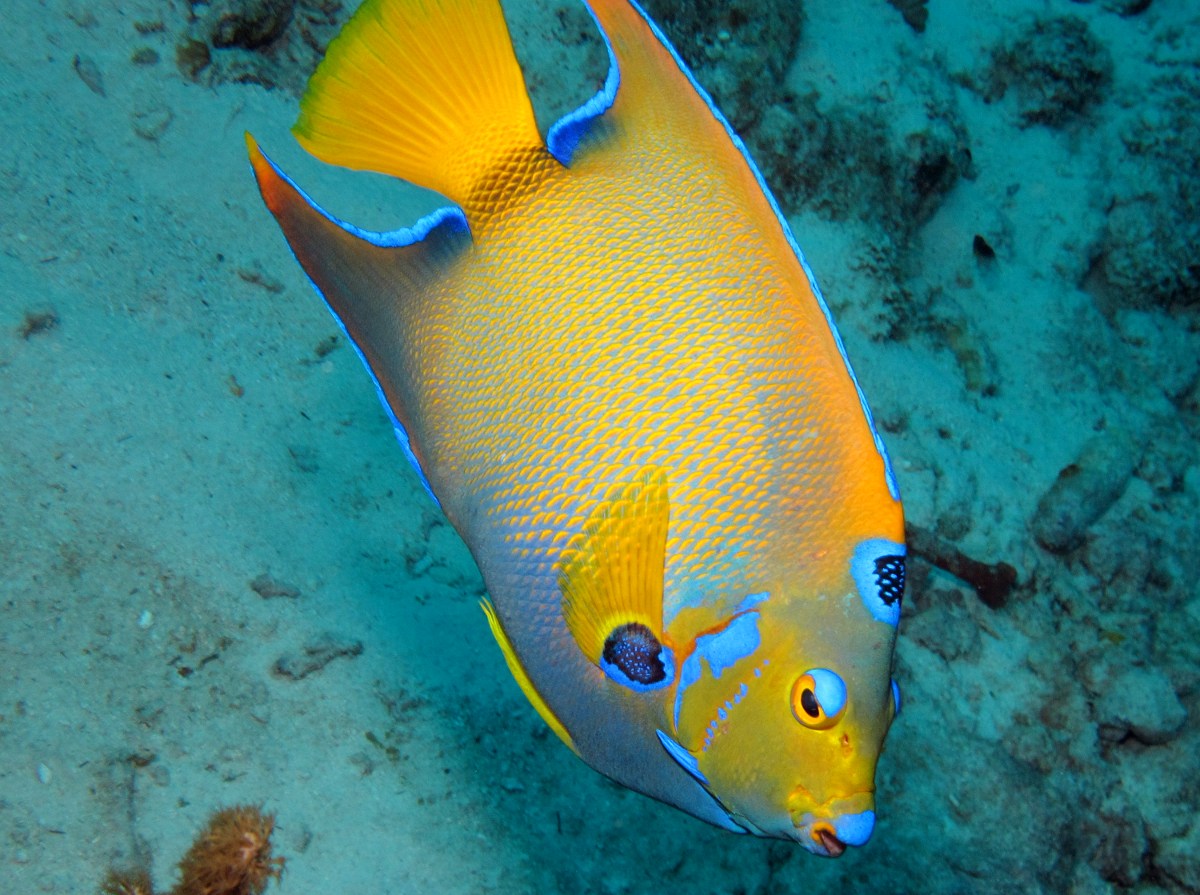 Queen Angelfish - Holacanthus ciliaris