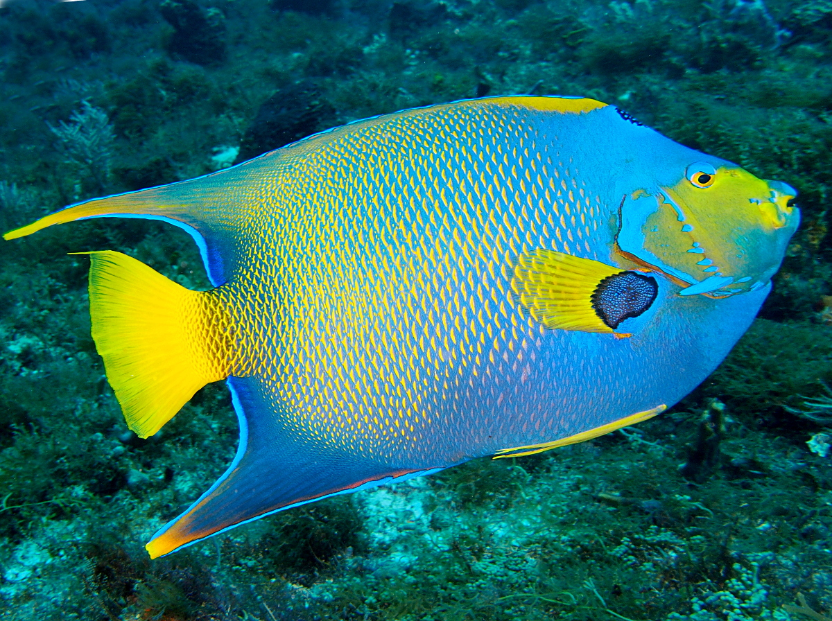 Queen Angelfish - Holacanthus ciliaris