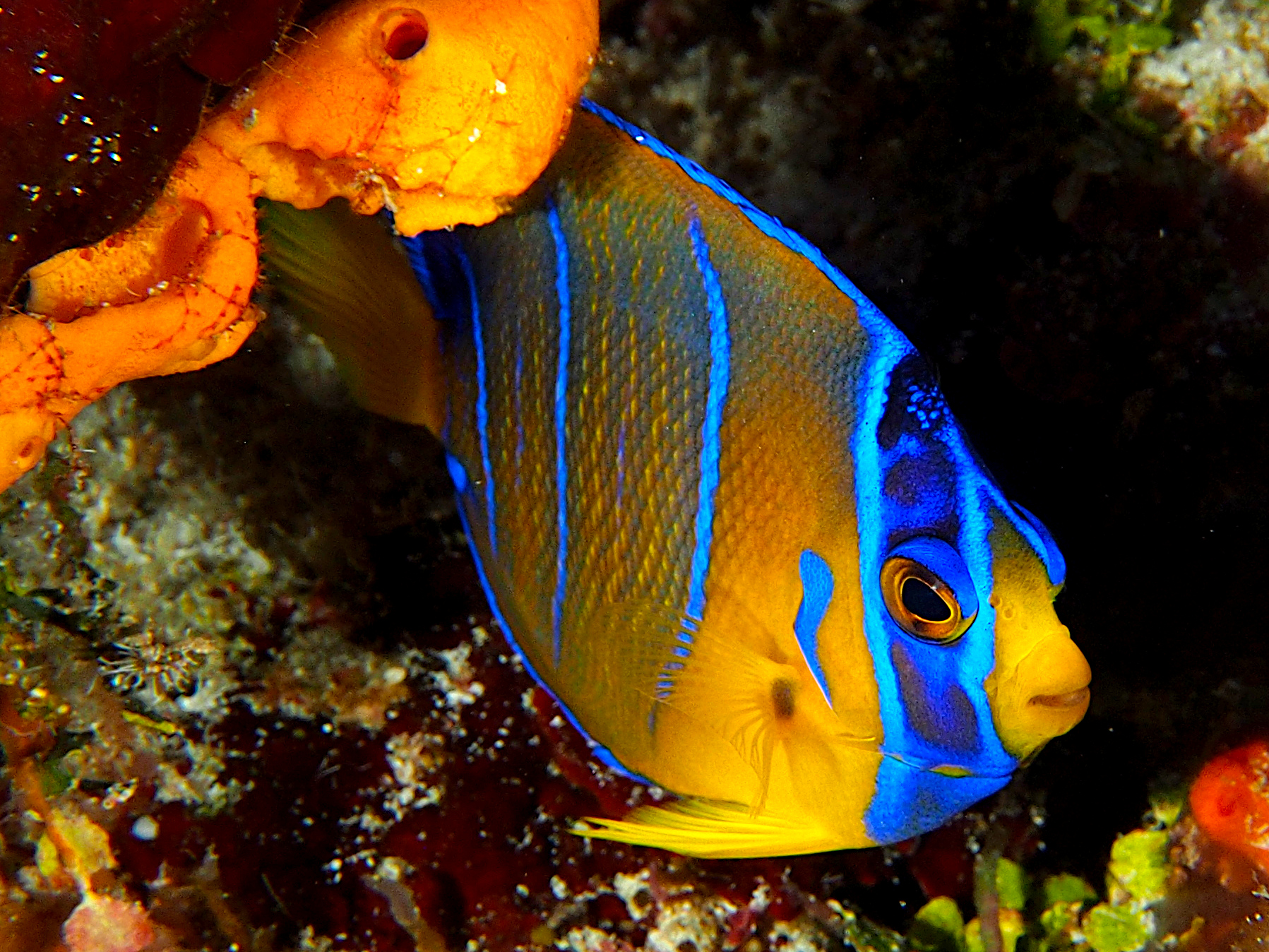 Queen Angelfish - Holacanthus ciliaris