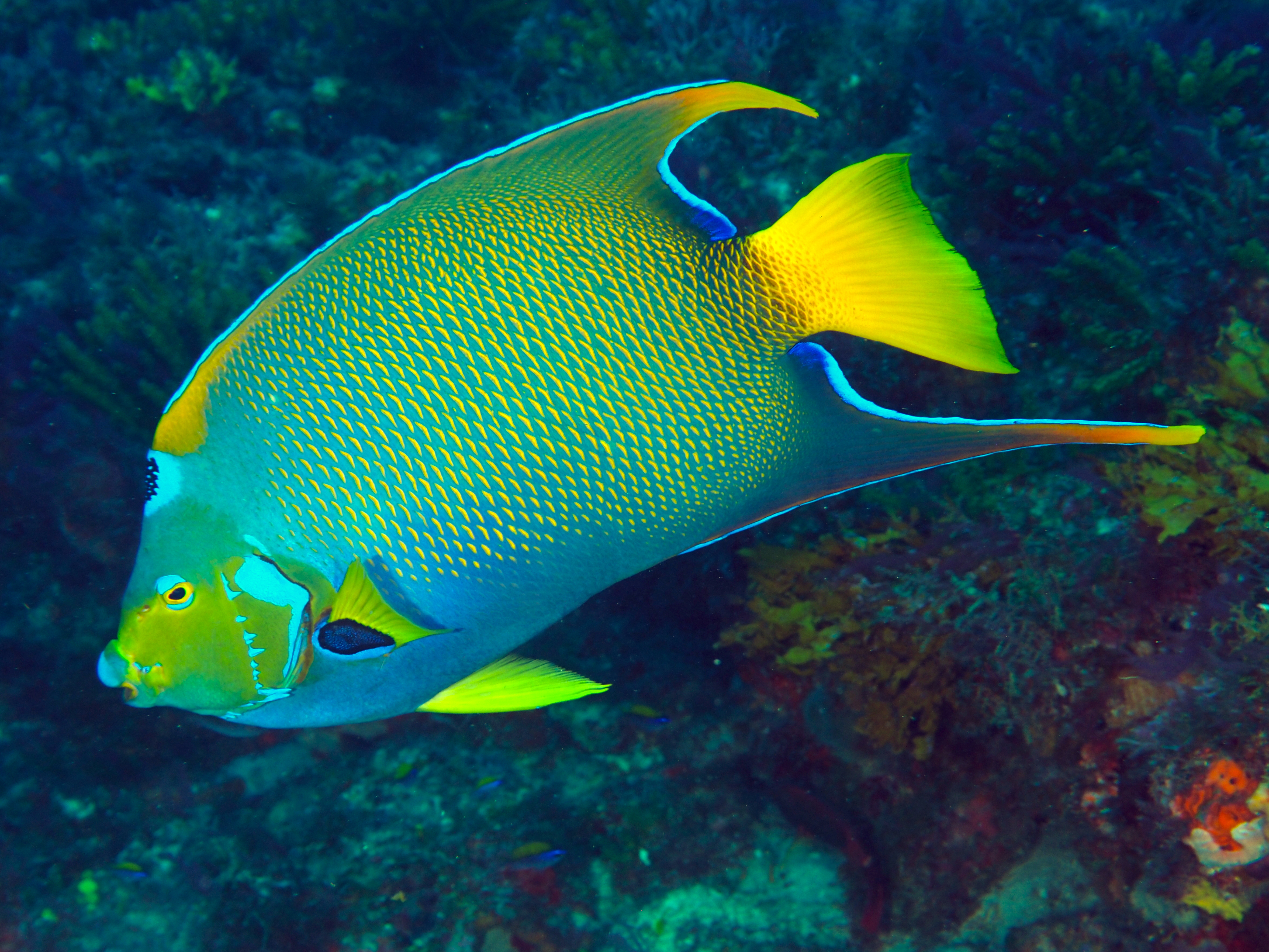 Queen Angelfish - Holacanthus ciliaris