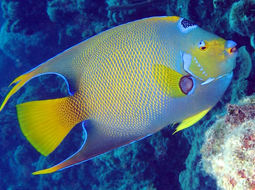 Queen Angelfish - Holacanthus ciliaris