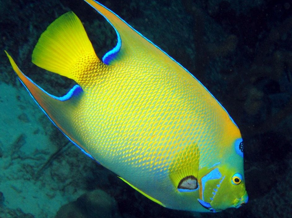 Queen Angelfish - Holacanthus ciliaris