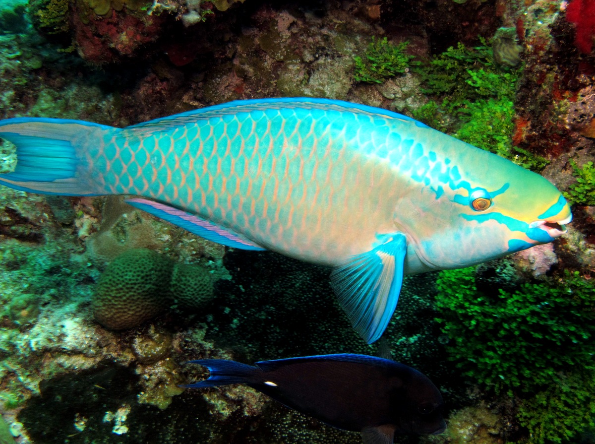 Queen Parrotfish - Scarus vetula