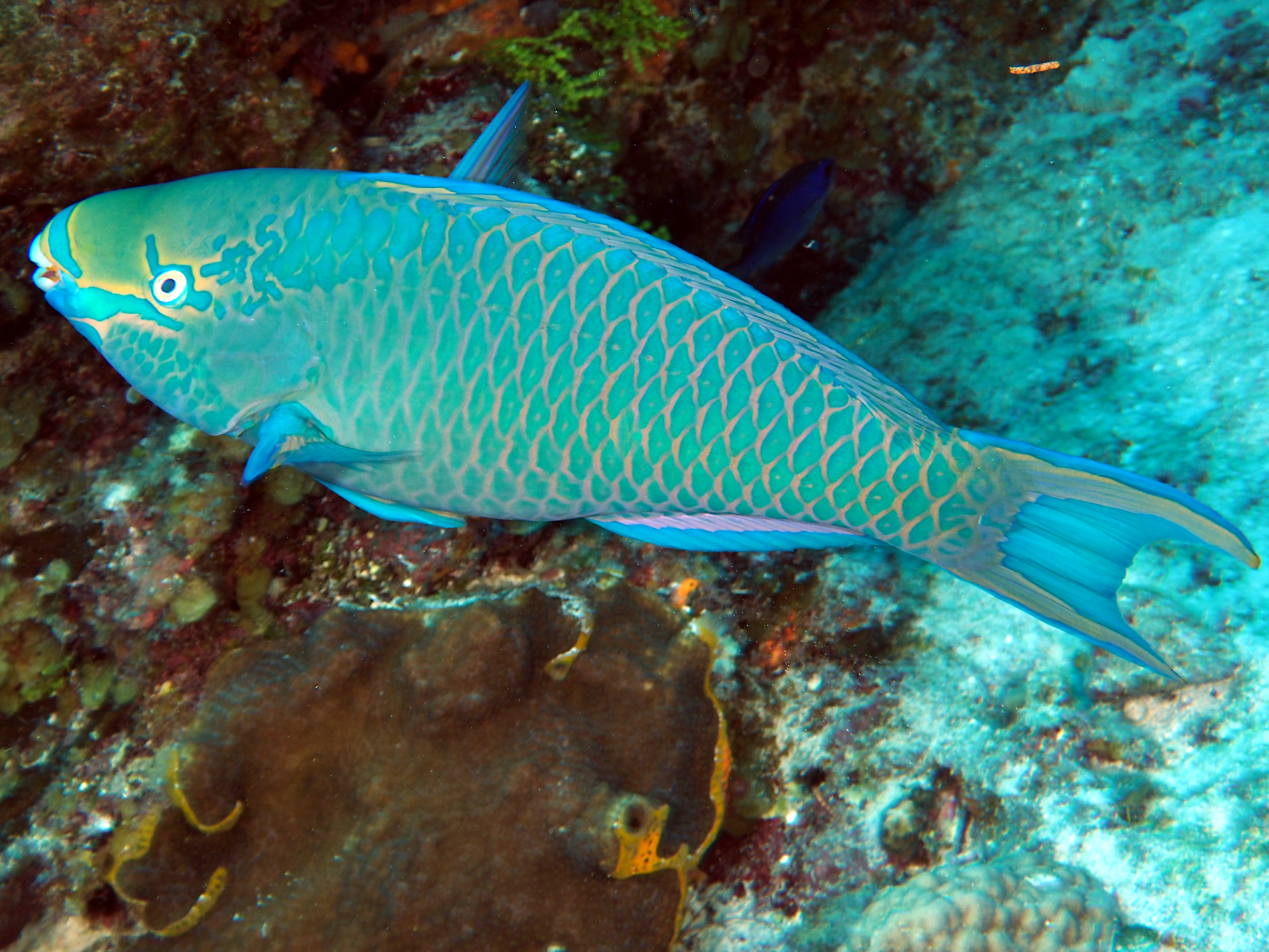 Queen Parrotfish - Scarus vetula